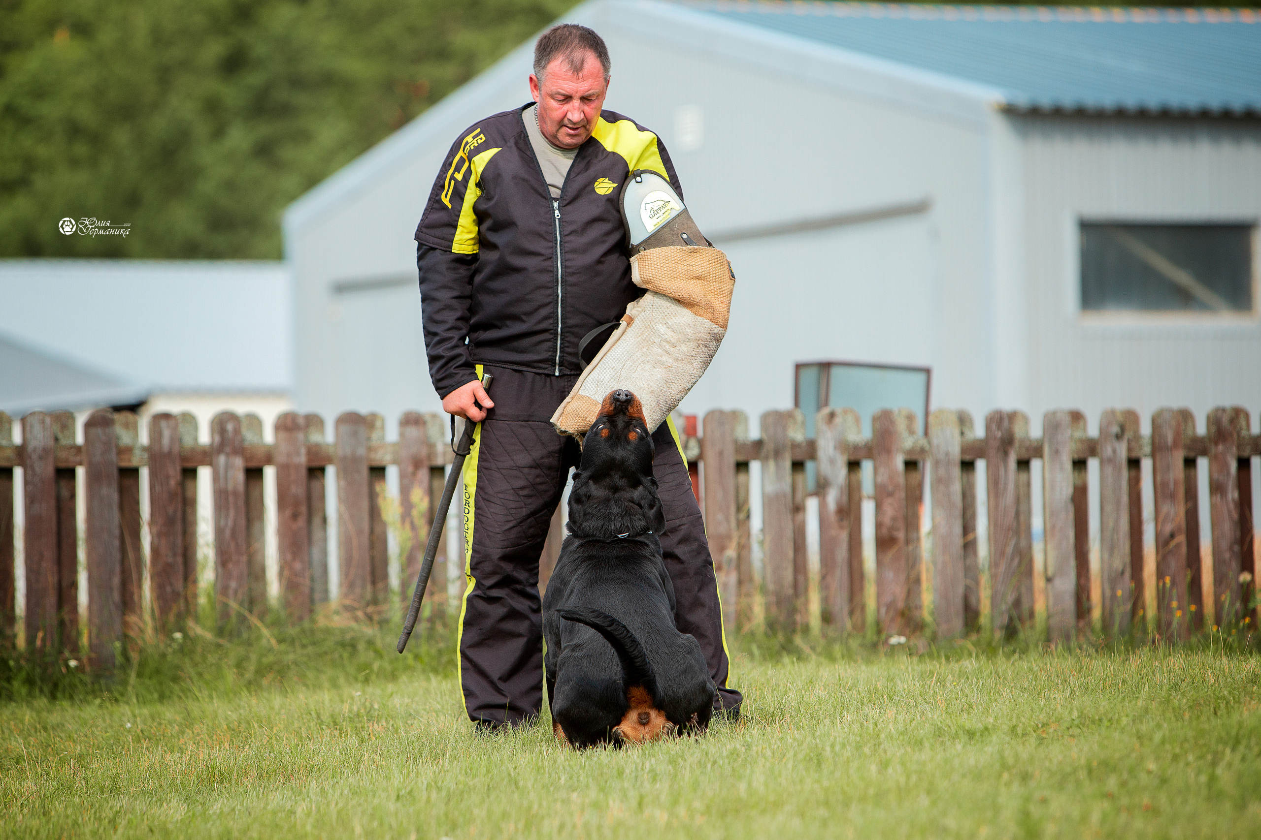 Тверь моно ротвейлеров 3-4 июля 2021. Фотограф-анималист Юлия Германика