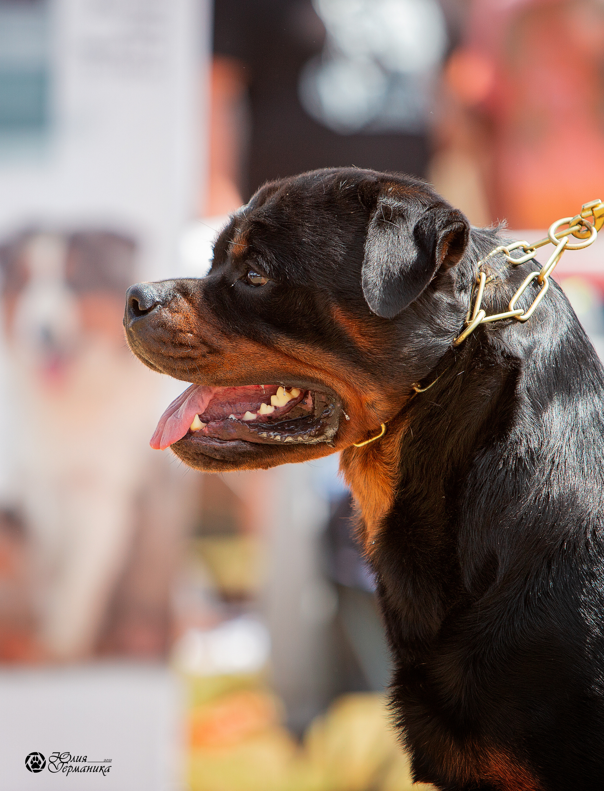 Тверь моно ротвейлеров 3-4 июля 2021. Фотограф-анималист Юлия Германика