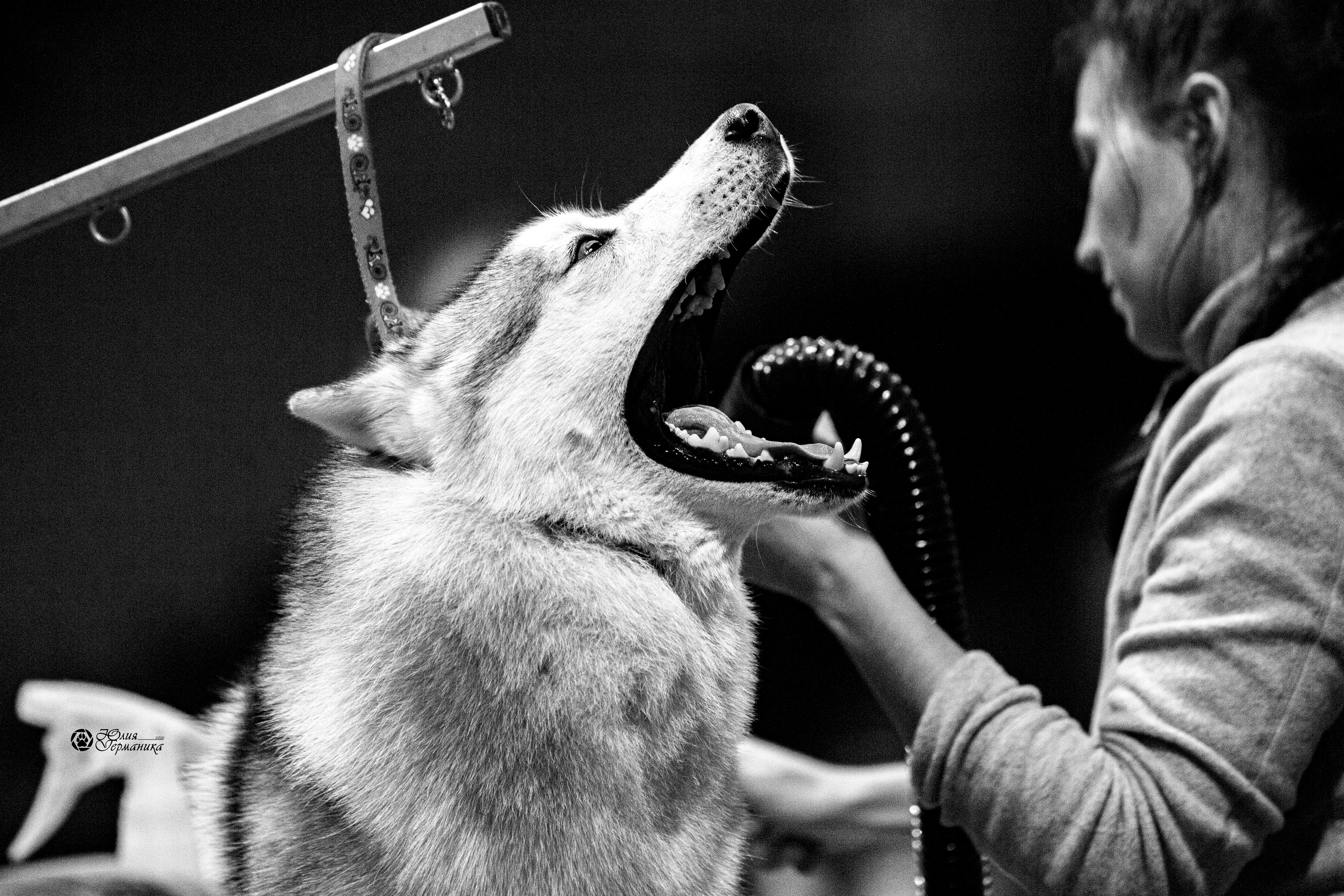 Минск 2хCACIB 27-28 ноября 2021. Фотограф-анималист Юлия Германика