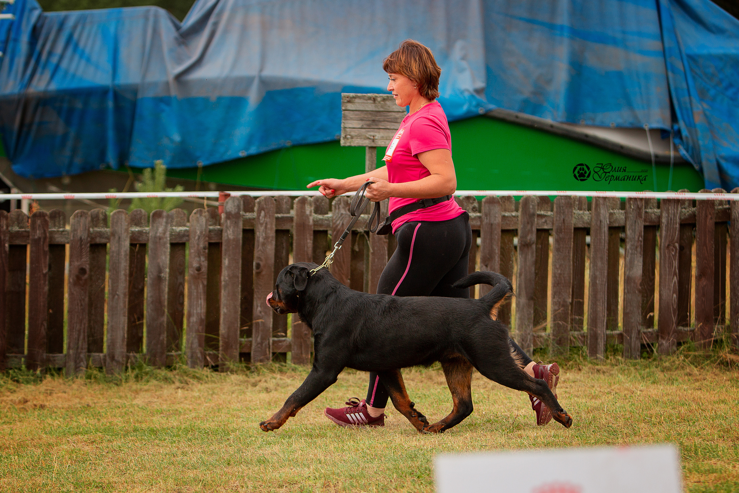 Тверь моно ротвейлеров 3-4 июля 2021. Фотограф-анималист Юлия Германика