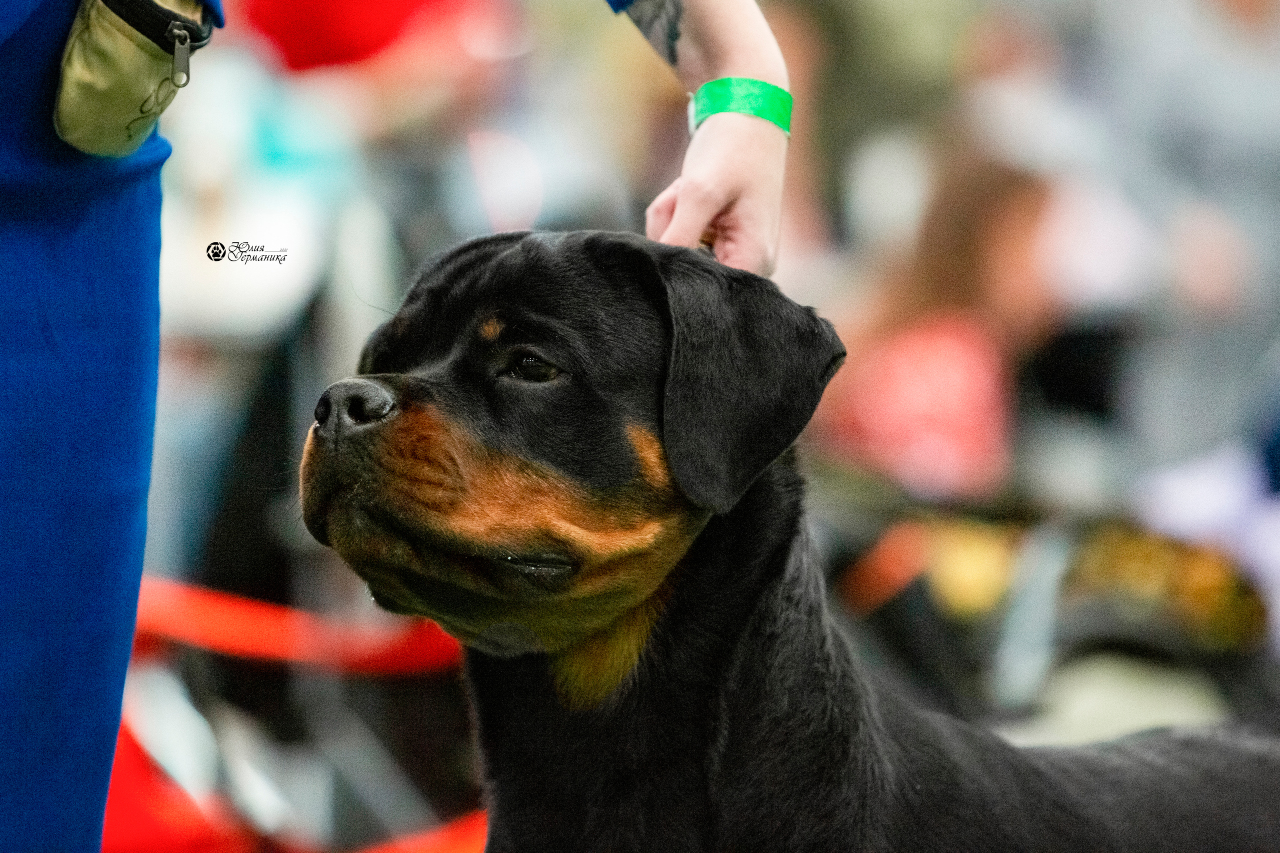 Санкт-Петербург 3хCACIB 10-12 декабря 2021. Фотограф-анималист Юлия Германика