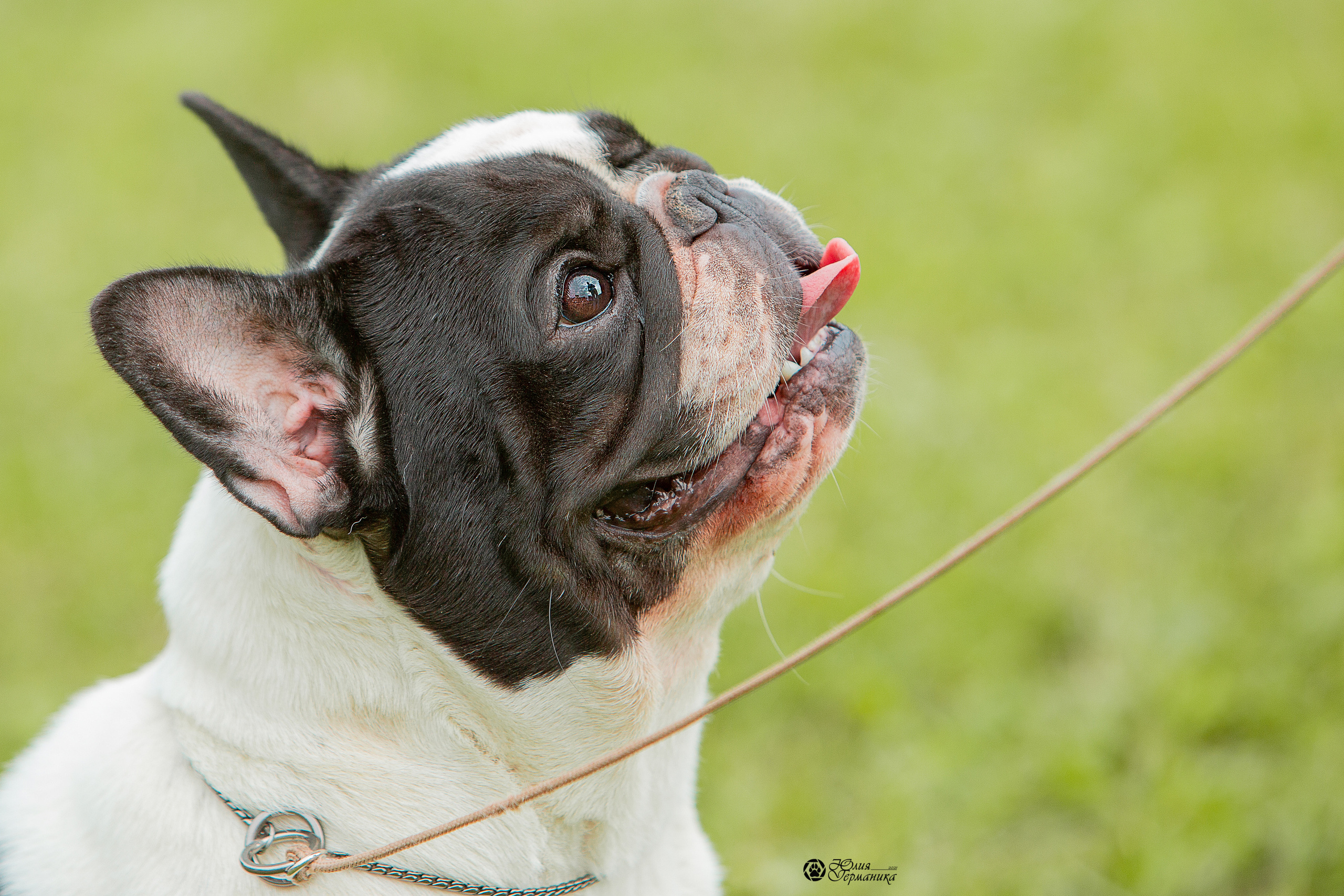 Пушкино 3хCAC 21 августа 2021. Фотограф-анималист Юлия Германика