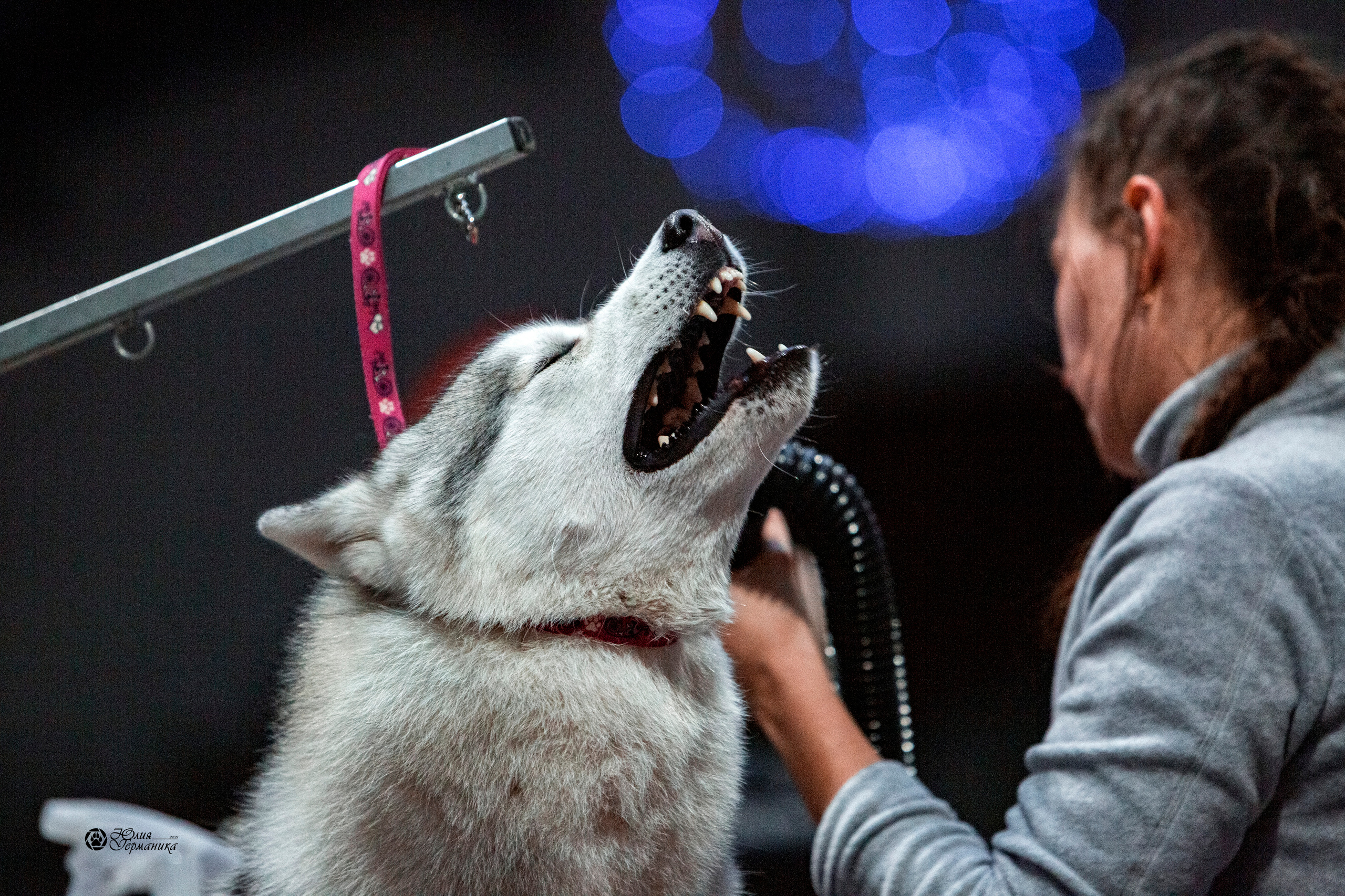 Минск 2хCACIB 27-28 ноября 2021. Фотограф-анималист Юлия Германика