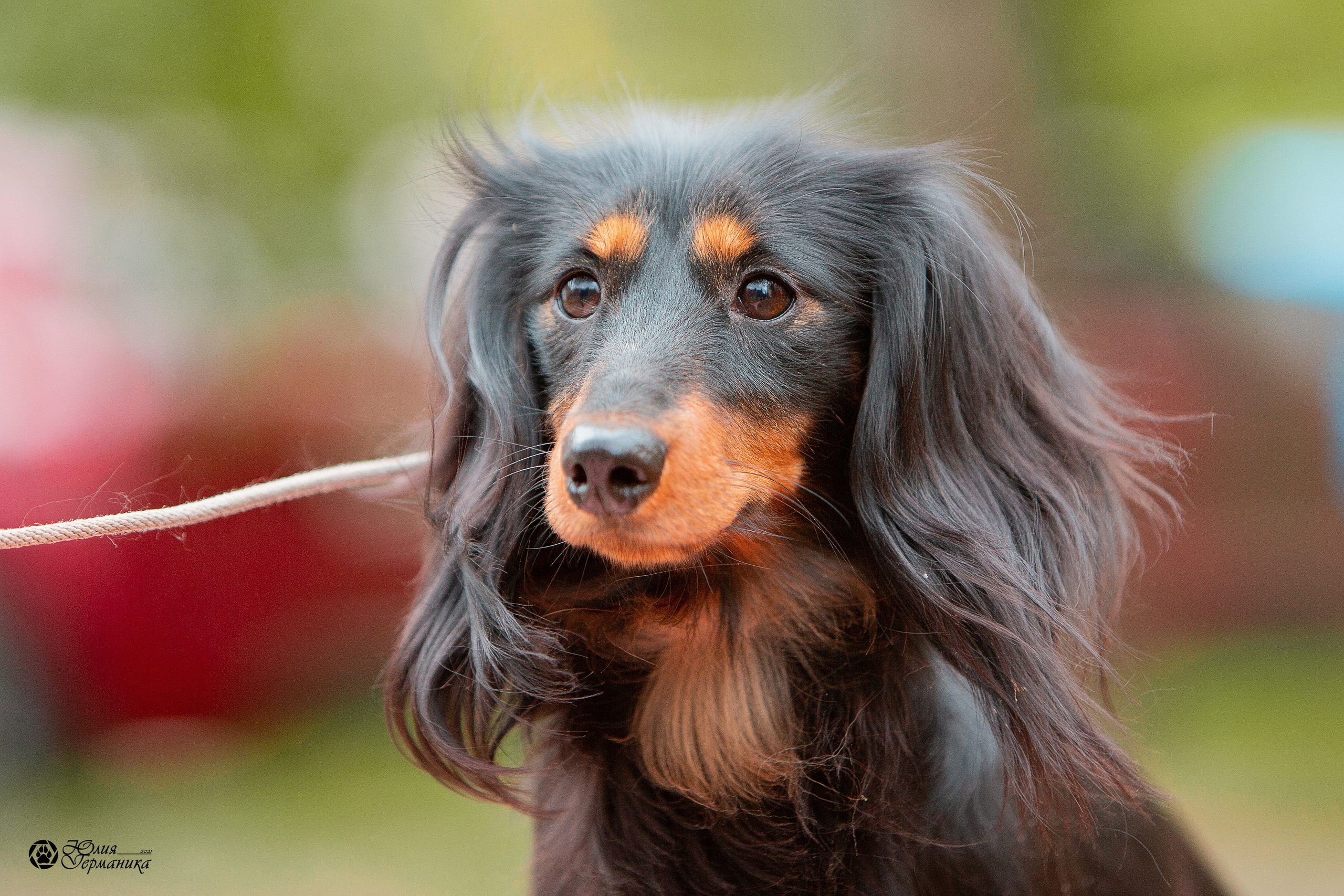 Свободная съемка. Фотограф-анималист Юлия Германика