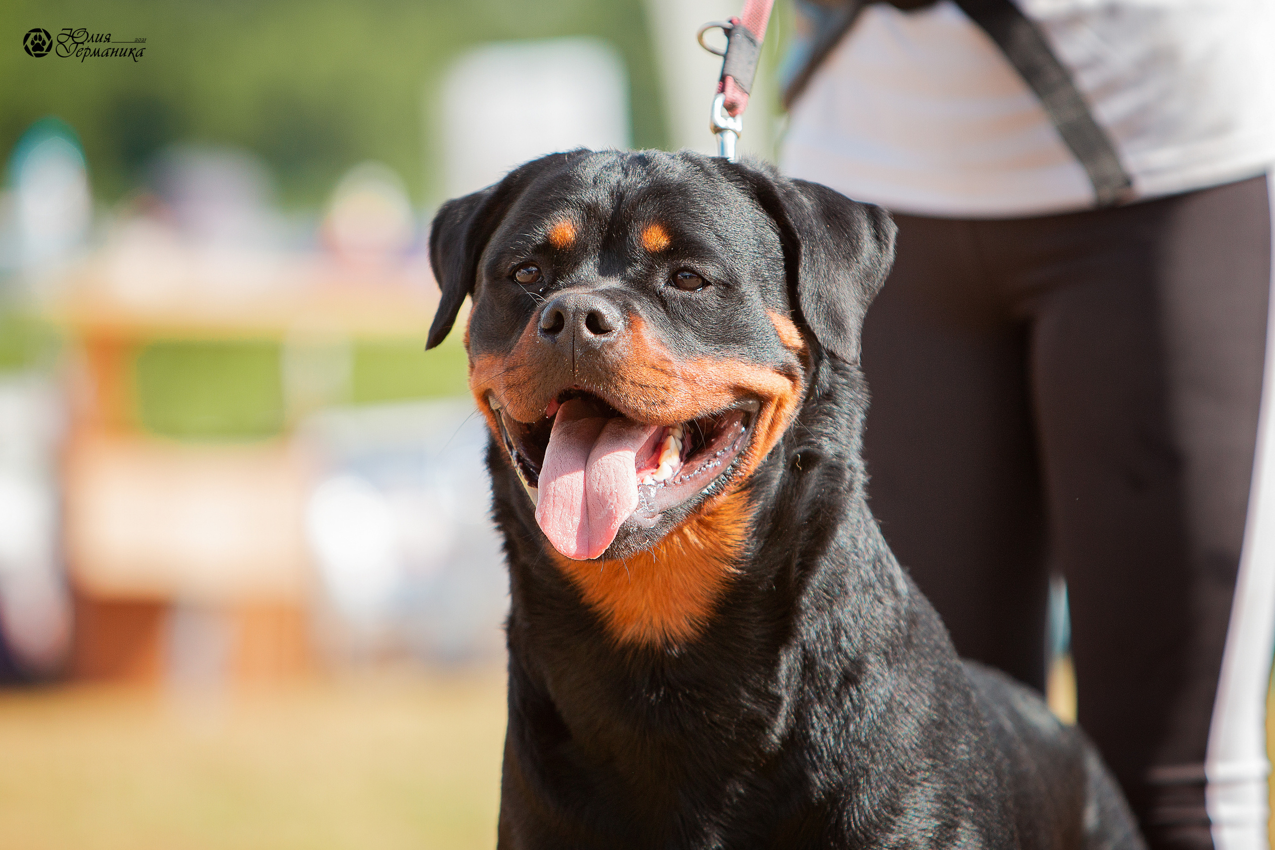 Тверь моно ротвейлеров 3-4 июля 2021. Фотограф-анималист Юлия Германика