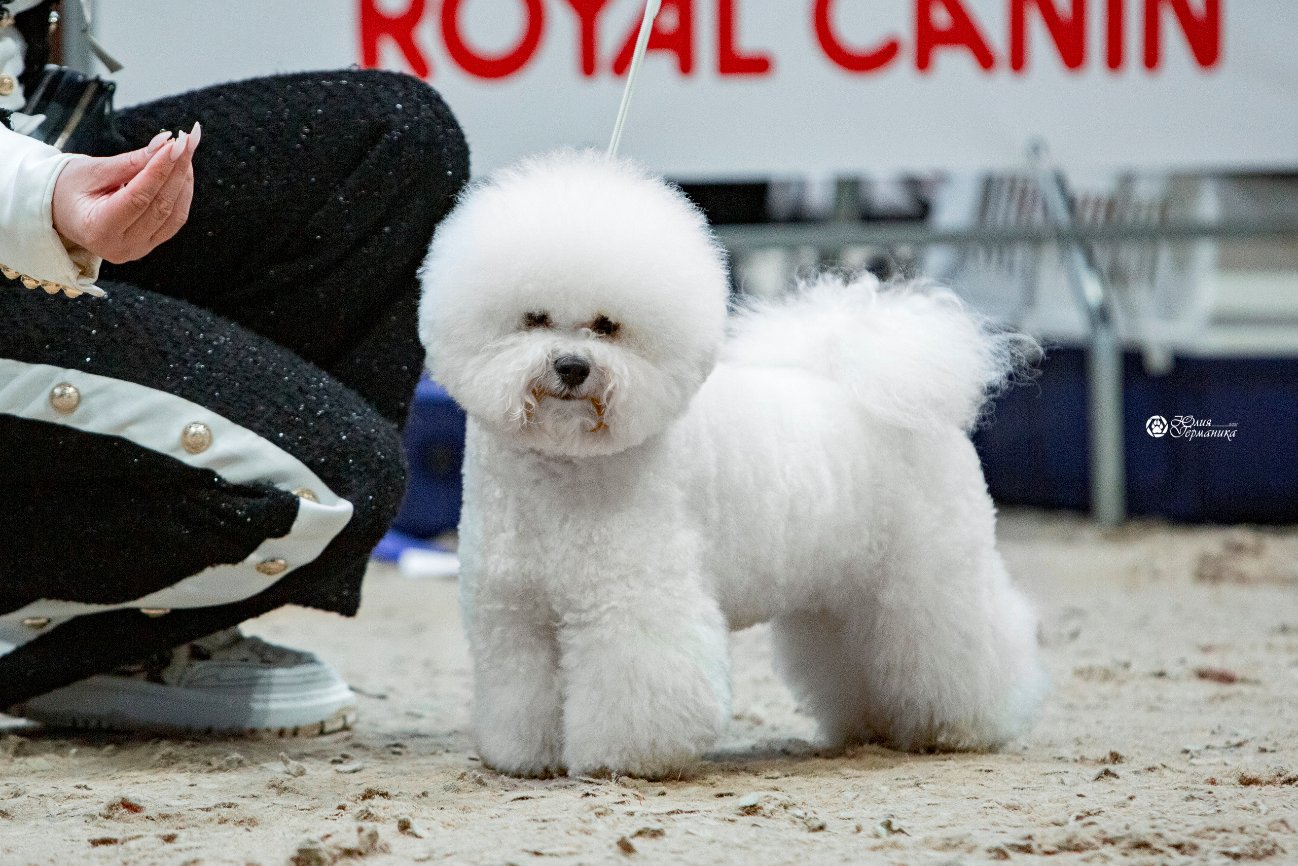 Минск 2хCACIB 27-28 ноября 2021. Фотограф-анималист Юлия Германика