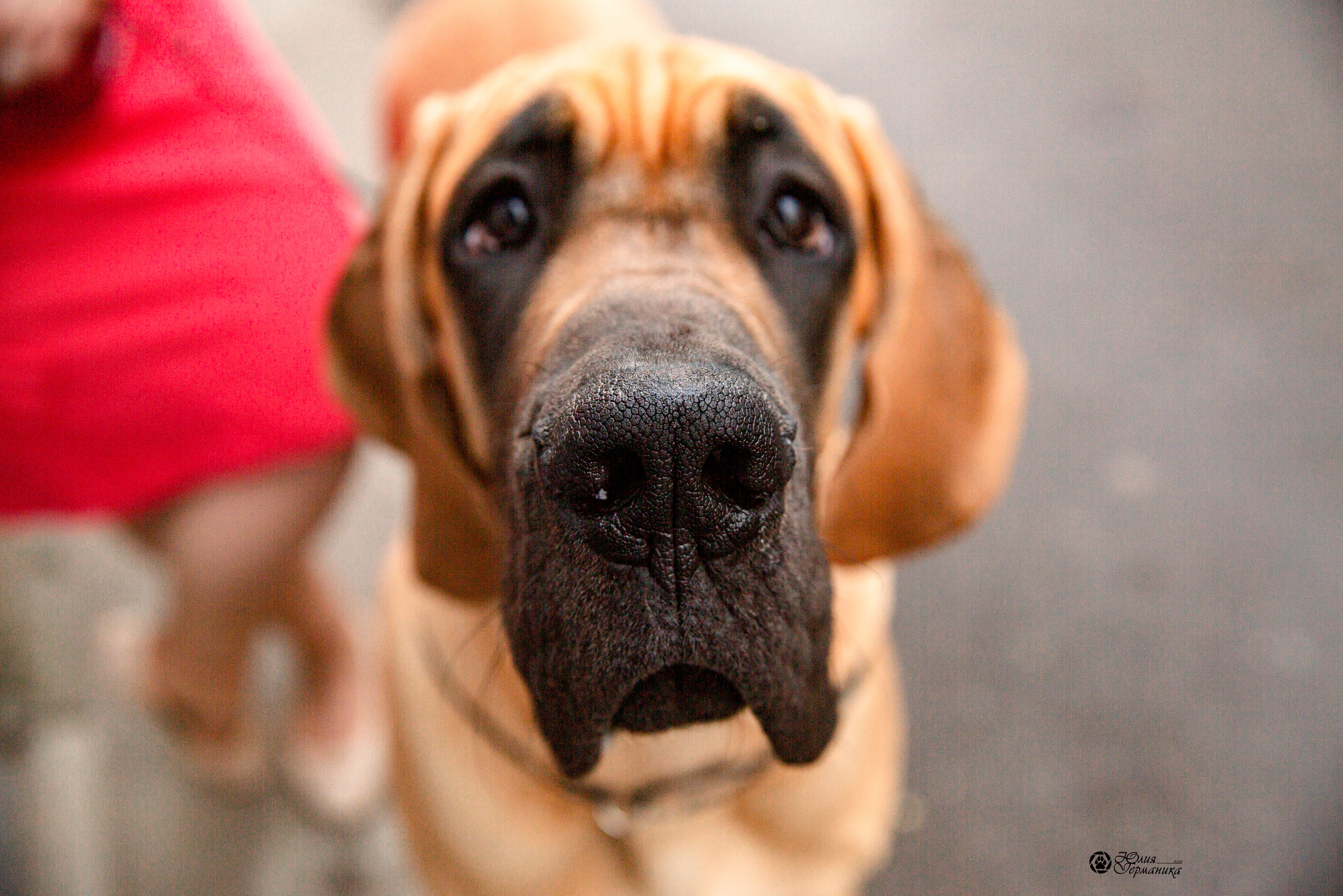 Чайник  13-14 ноября 2021. Фотограф-анималист Юлия Германика