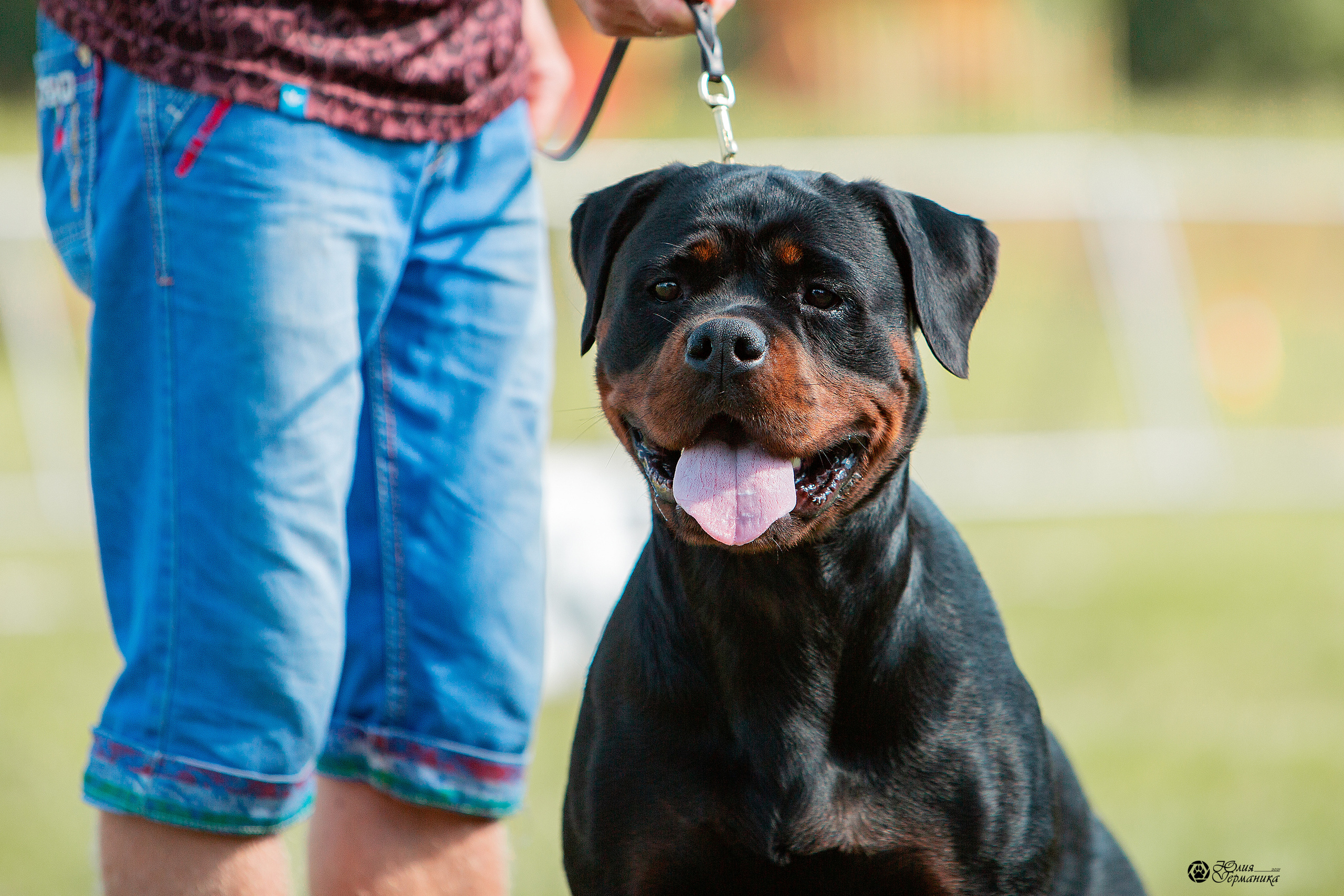 Рязань,Ховрино 14-15 августа 2021 моно ротвейлеров. Фотограф-анималист Юлия Германика