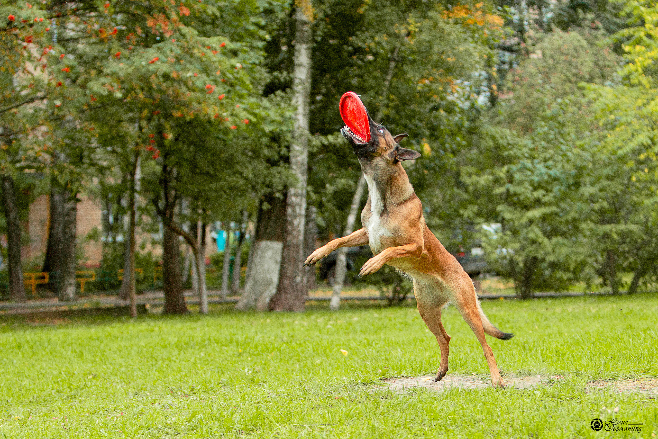 Свободная съемка. Фотограф-анималист Юлия Германика