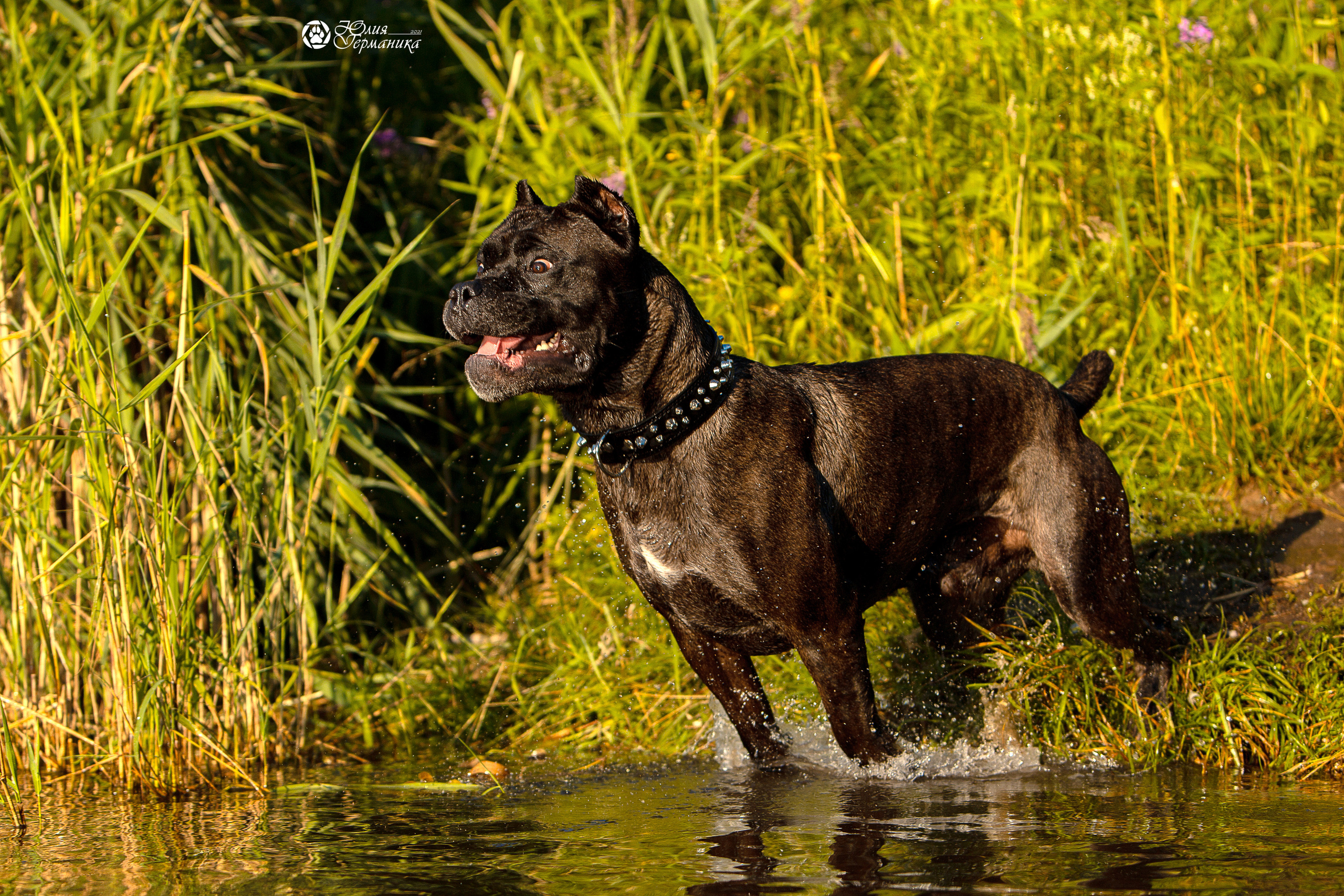 Свободная съемка. Фотограф-анималист Юлия Германика