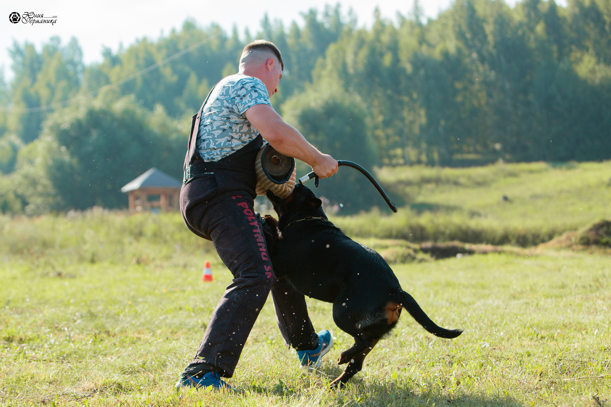 Рязань,Ховрино 14-15 августа 2021 моно ротвейлеров. Фотограф-анималист Юлия Германика