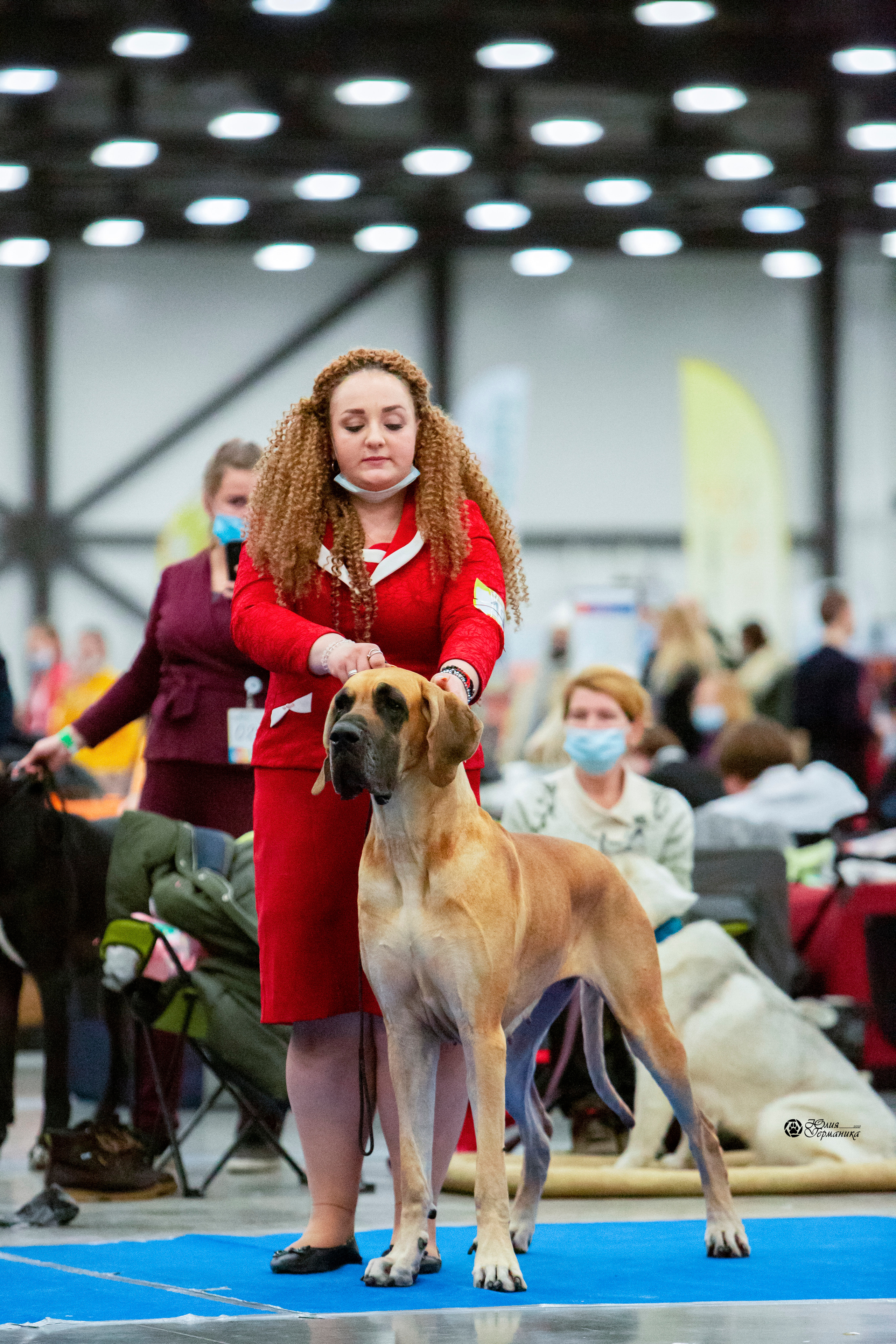 Санкт-Петербург 3хCACIB 10-12 декабря 2021. Фотограф-анималист Юлия Германика