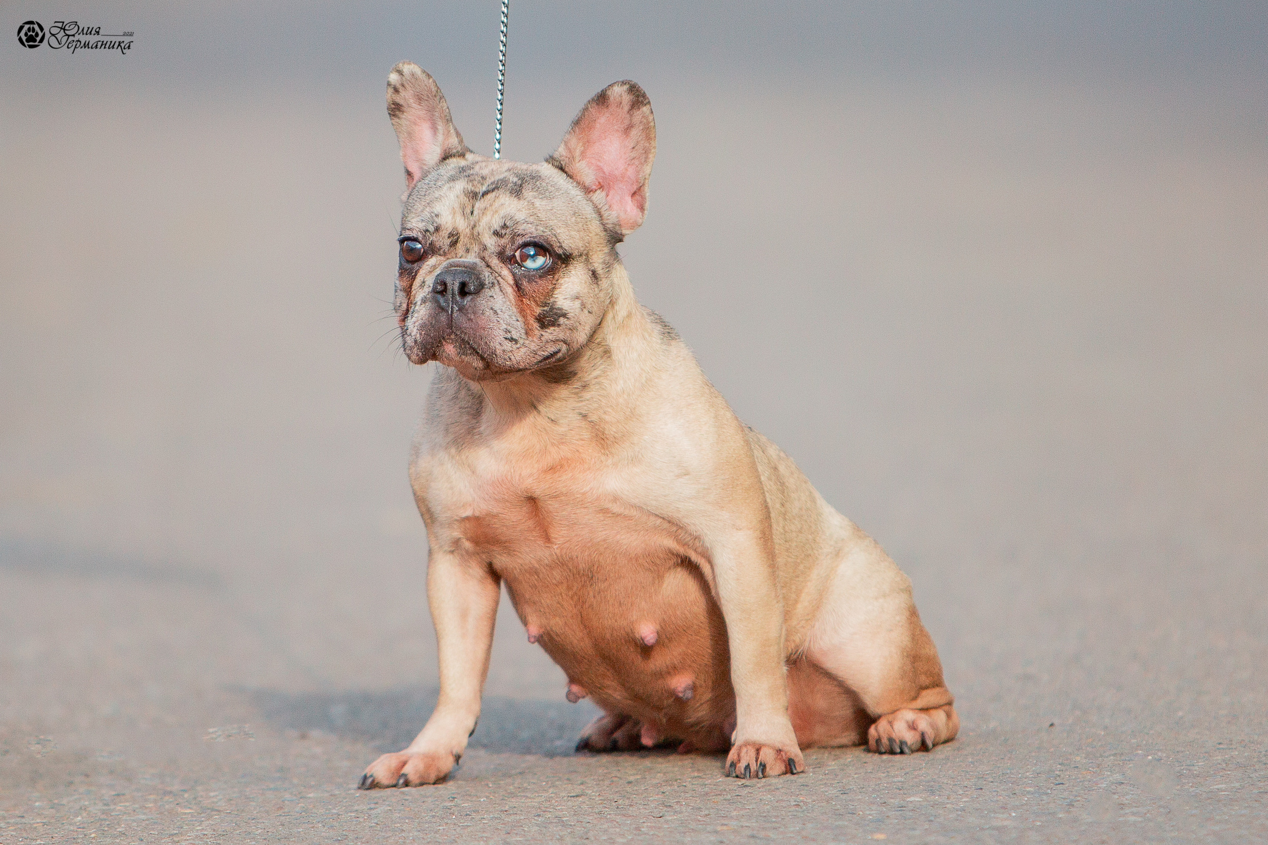 Свободная съемка. Фотограф-анималист Юлия Германика