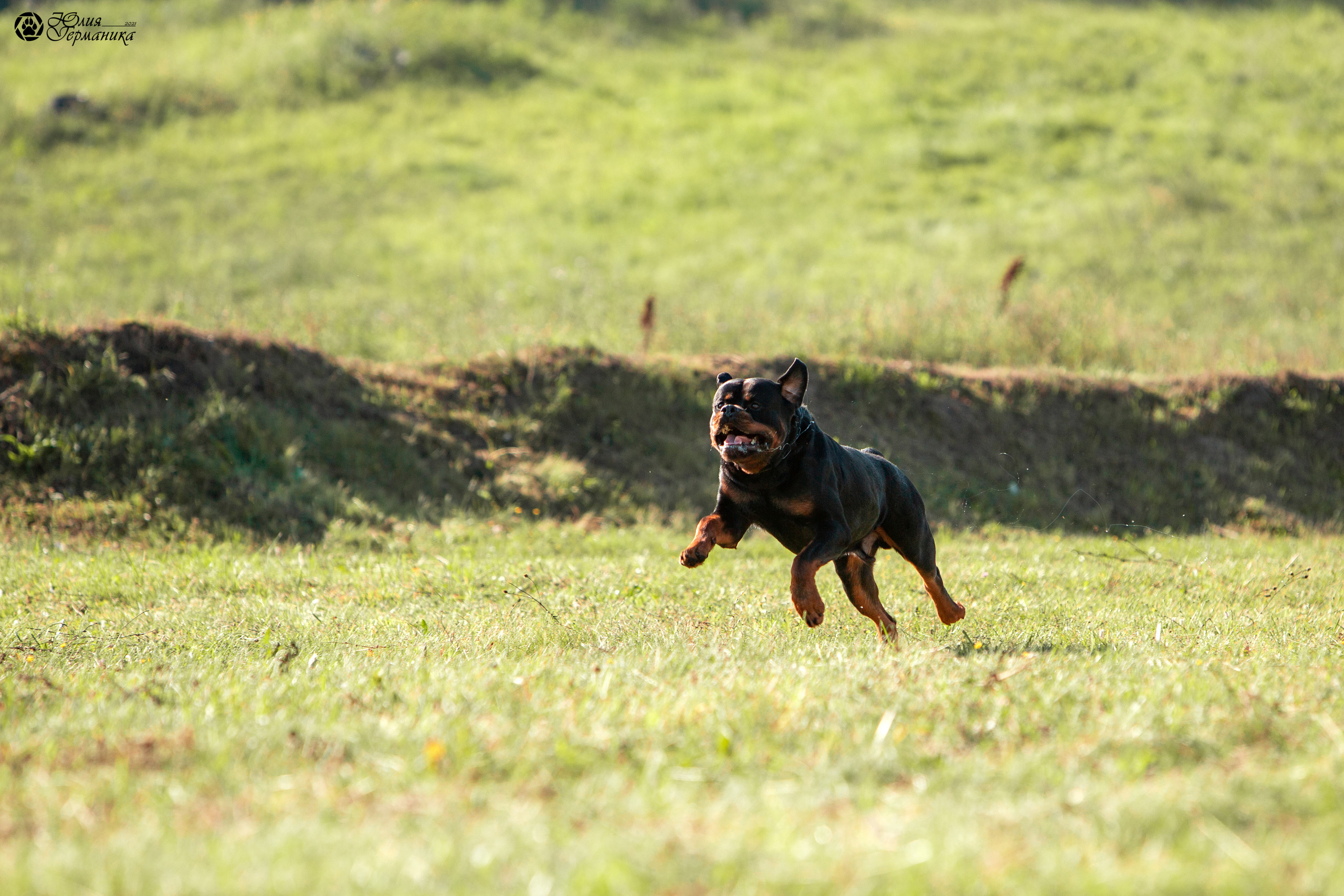 Рязань,Ховрино 14-15 августа 2021 моно ротвейлеров. Фотограф-анималист Юлия Германика