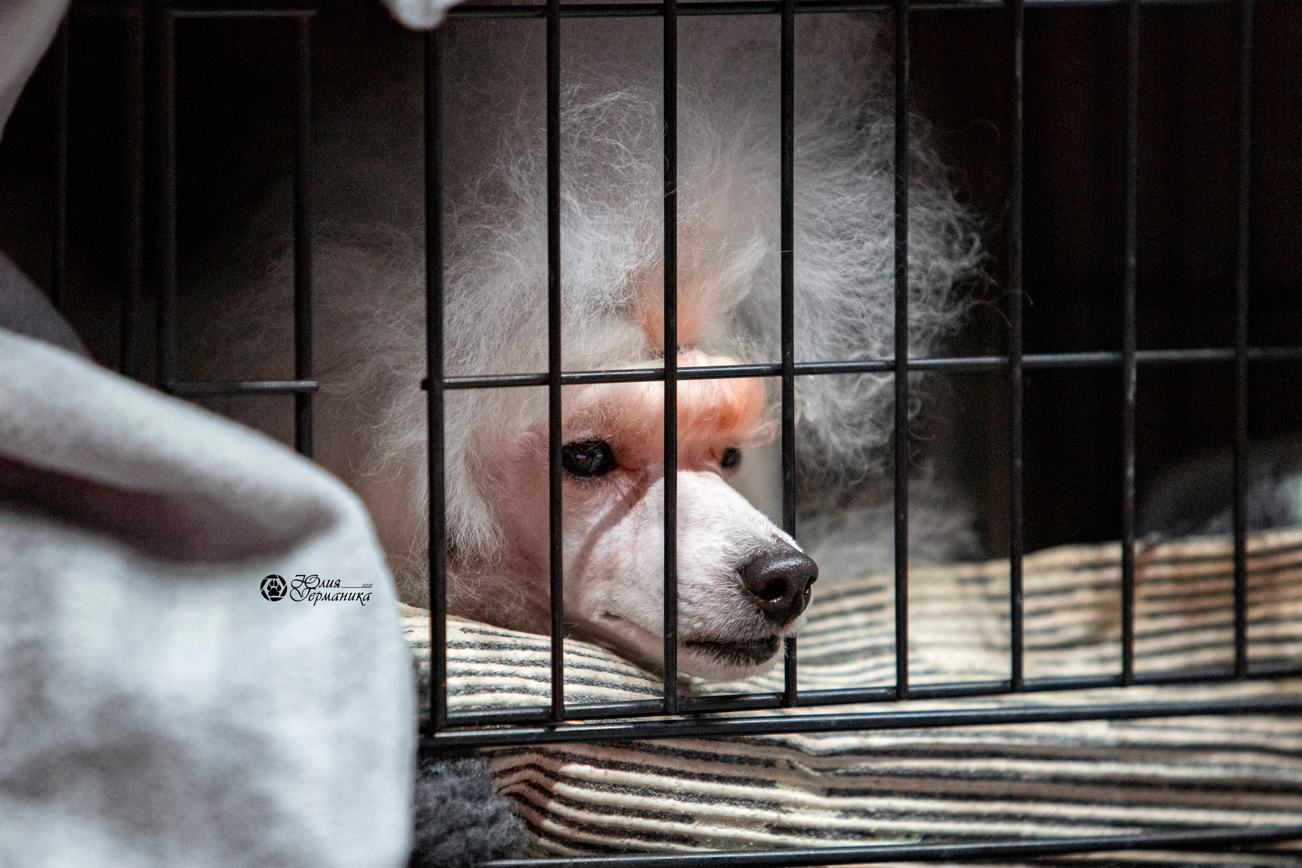 Минск 2хCACIB 27-28 ноября 2021. Фотограф-анималист Юлия Германика