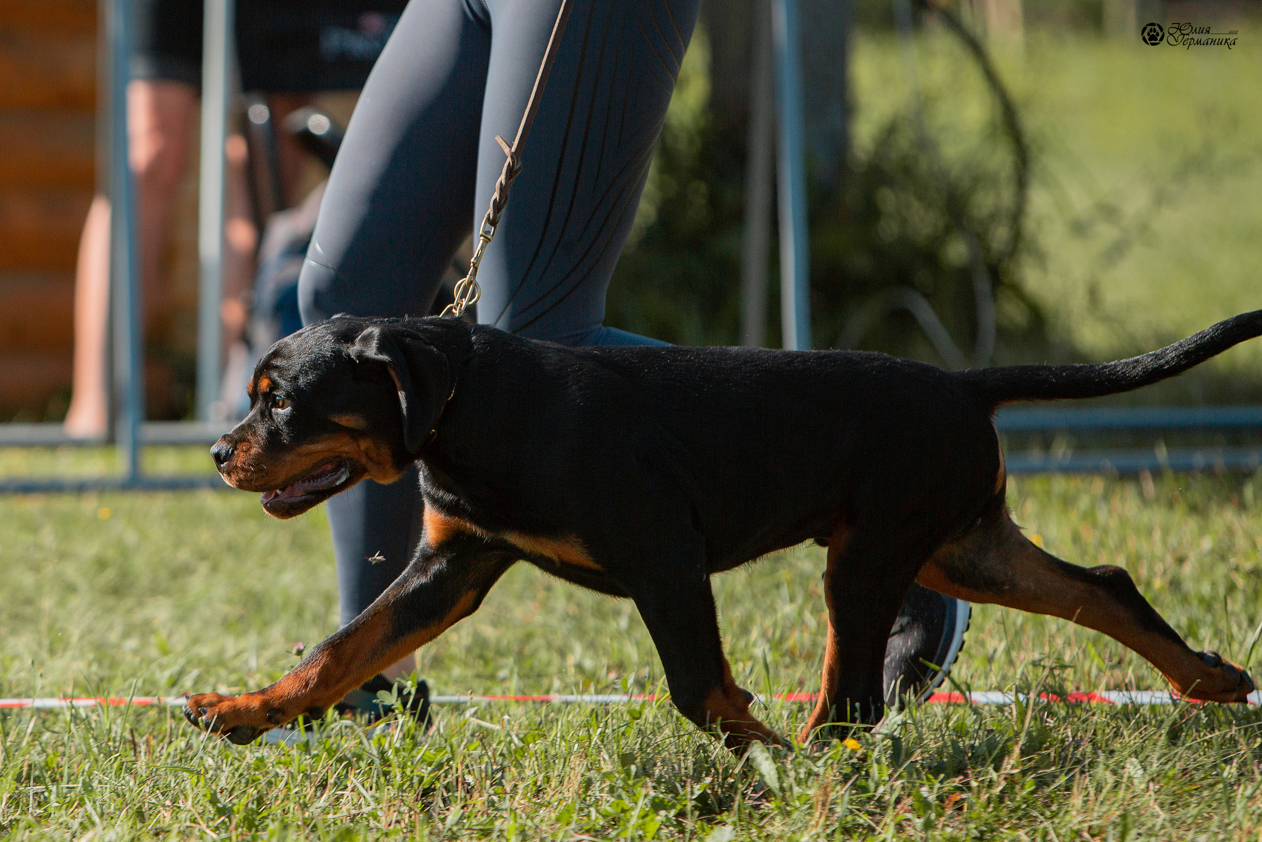 Рязань,Ховрино 14-15 августа 2021 моно ротвейлеров. Фотограф-анималист Юлия Германика