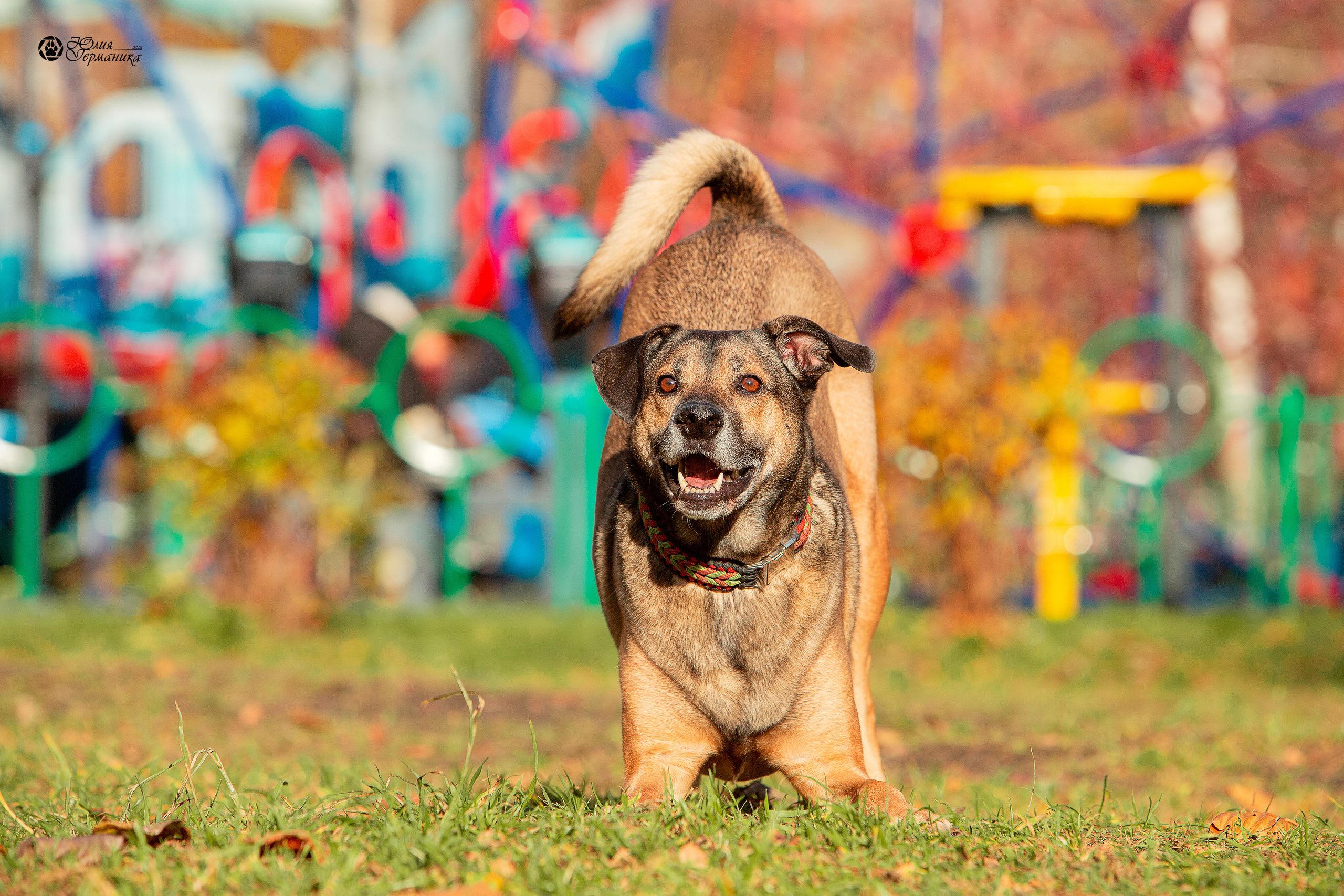 Свободная съемка. Фотограф-анималист Юлия Германика