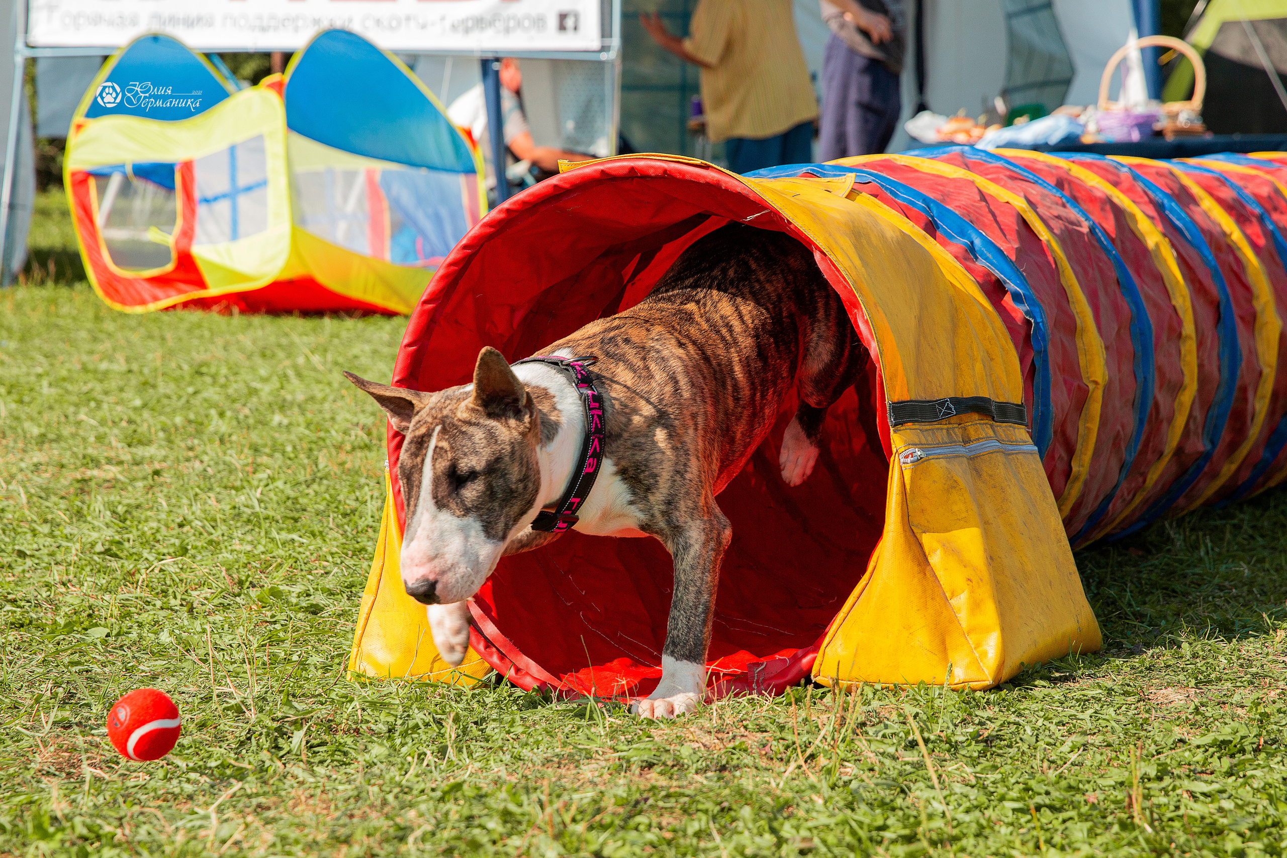 Свободная съемка. Фотограф-анималист Юлия Германика