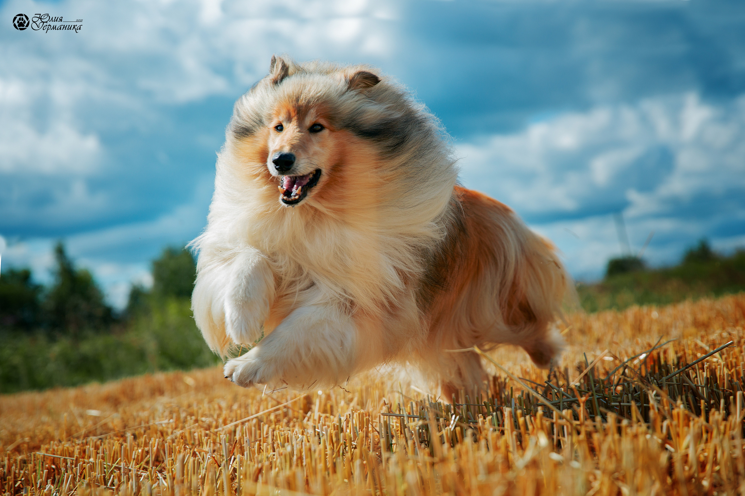 Свободная съемка. Фотограф-анималист Юлия Германика