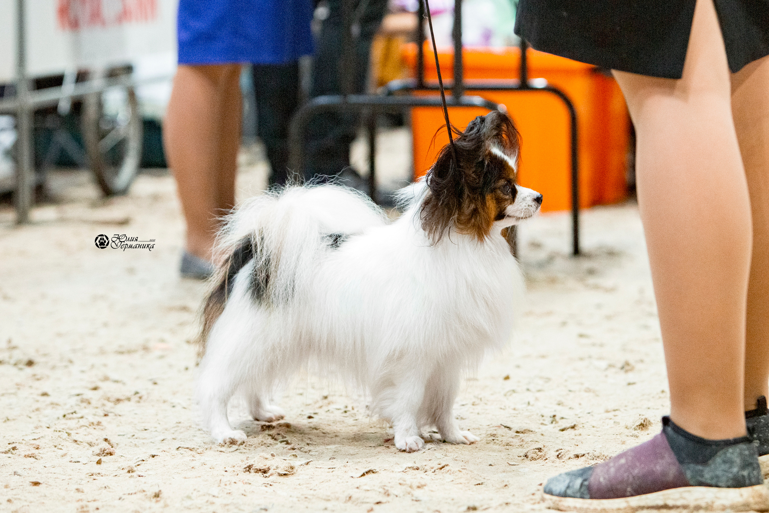 Минск 2хCACIB 27-28 ноября 2021. Фотограф-анималист Юлия Германика