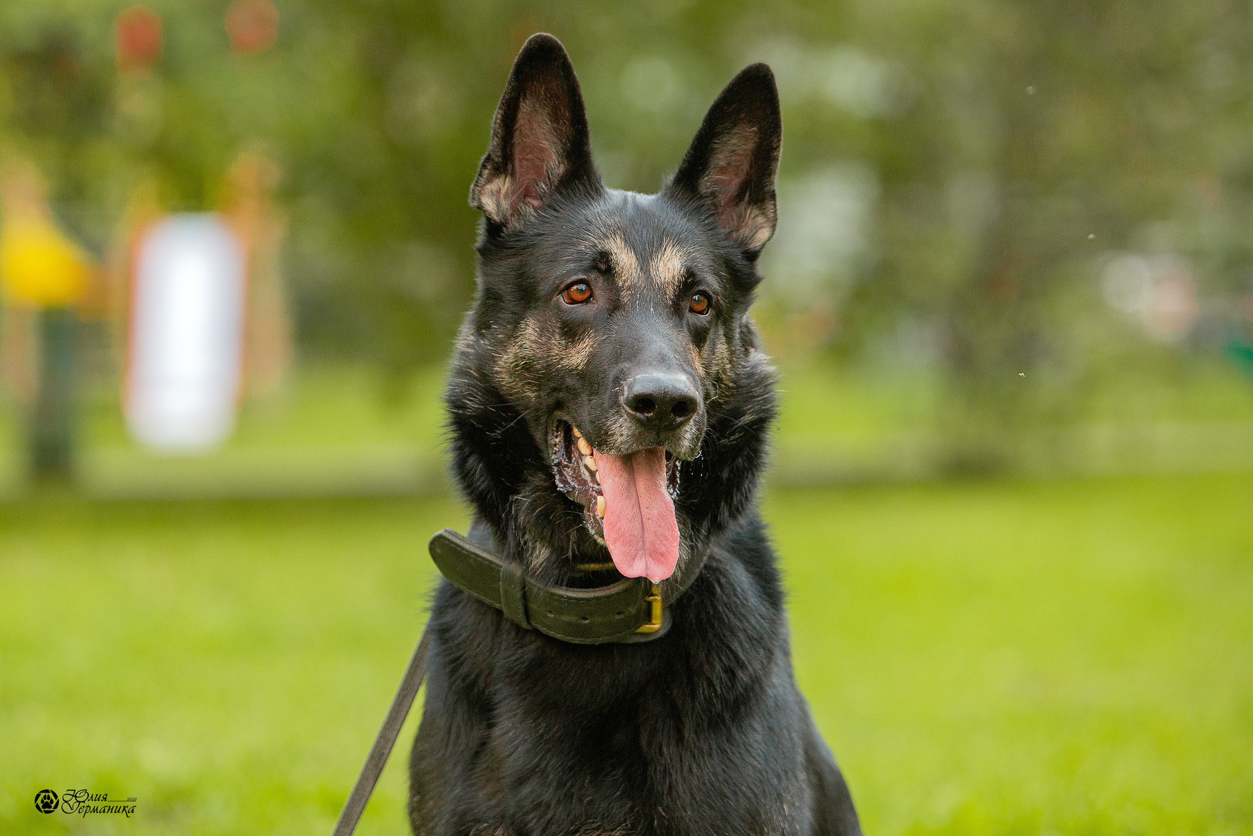 Свободная съемка. Фотограф-анималист Юлия Германика