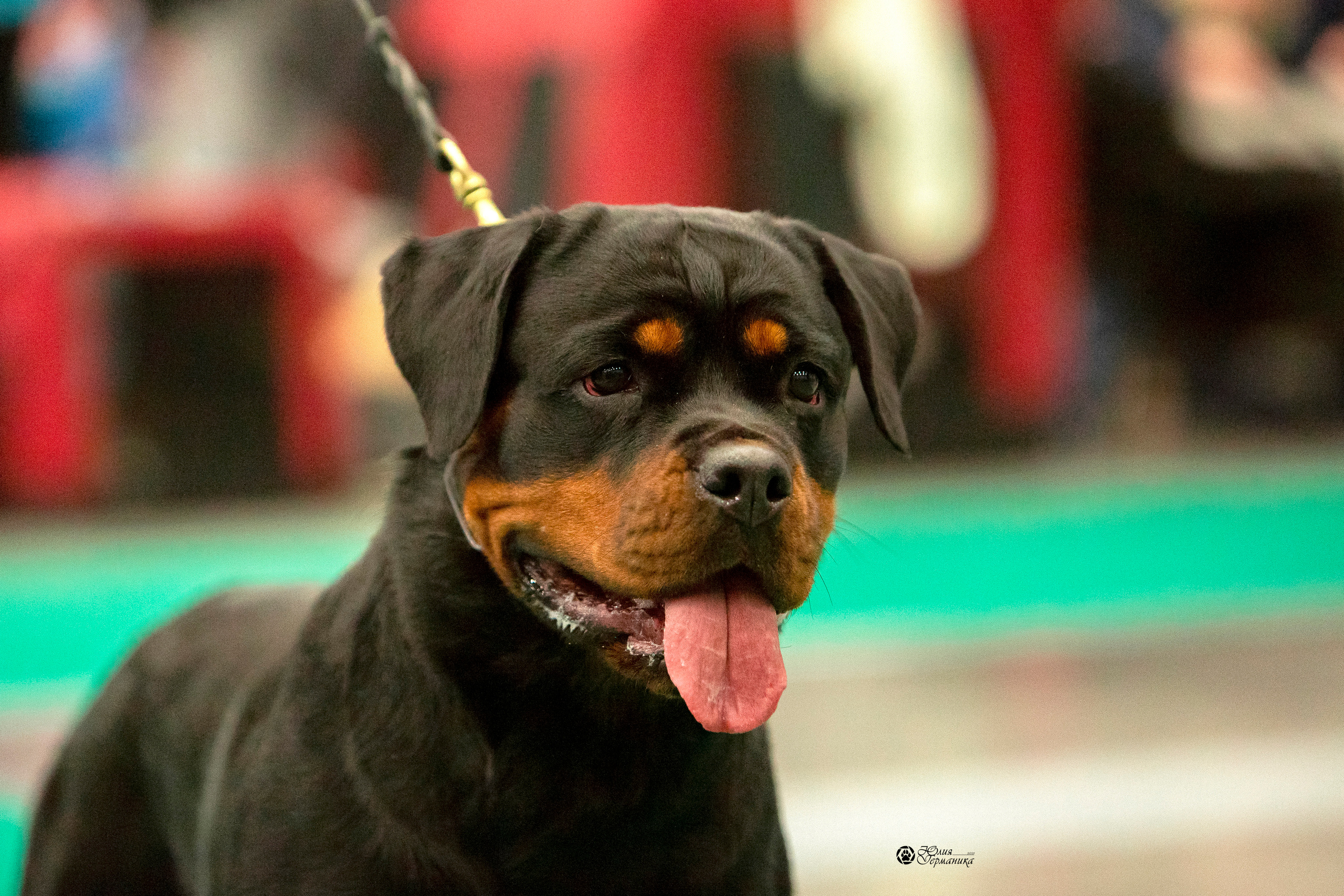 Санкт-Петербург 3хCACIB 10-12 декабря 2021. Фотограф-анималист Юлия Германика