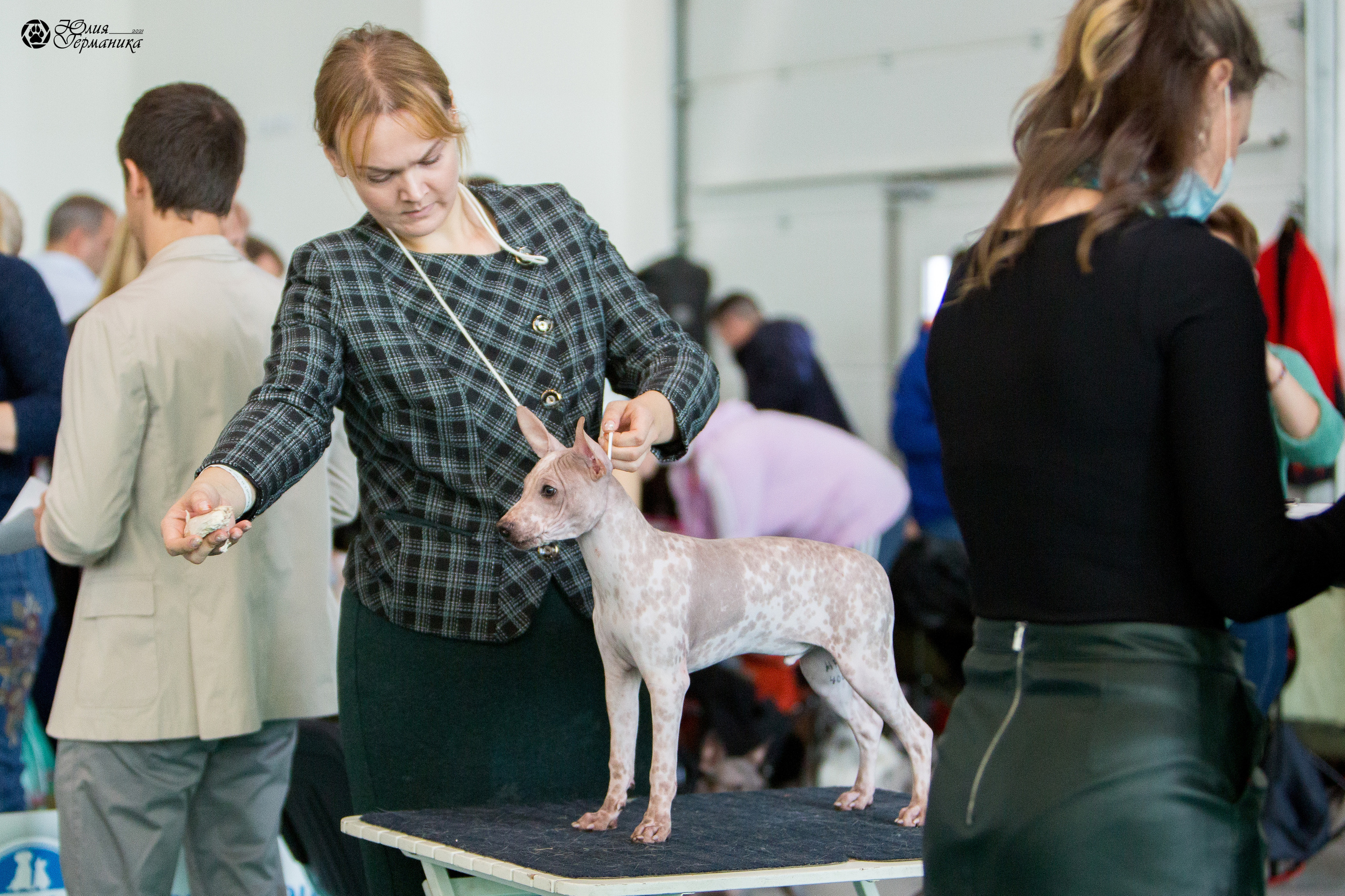 Нижний Новгород 3хCACIB 15-17 октября 2021. Фотограф-анималист Юлия Германика