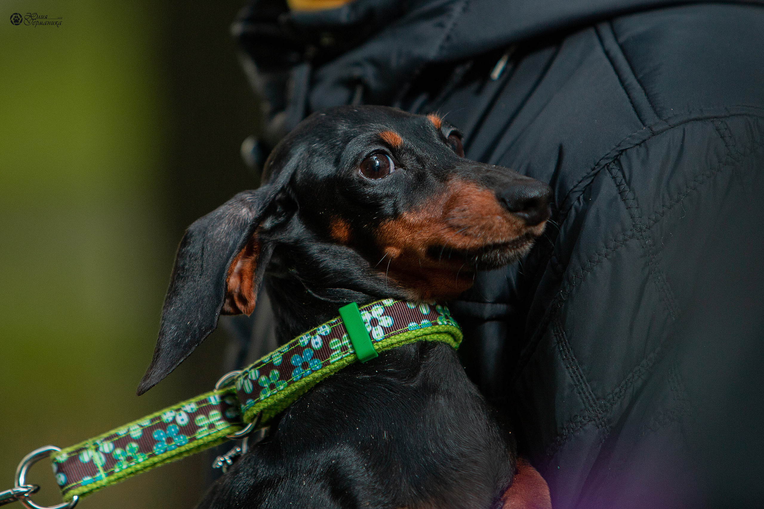 Свободная съемка. Фотограф-анималист Юлия Германика