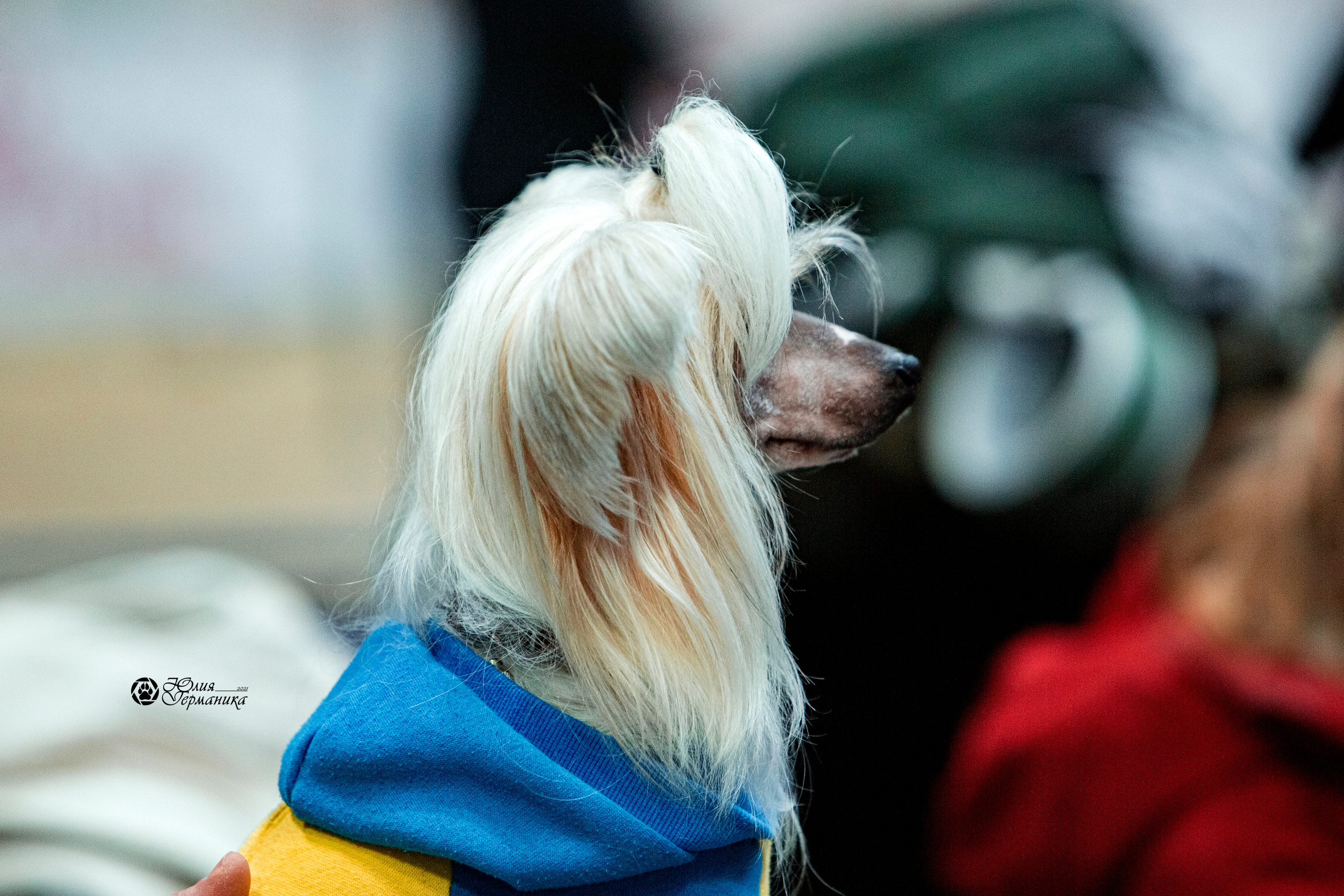 Минск 2хCACIB 27-28 ноября 2021. Фотограф-анималист Юлия Германика