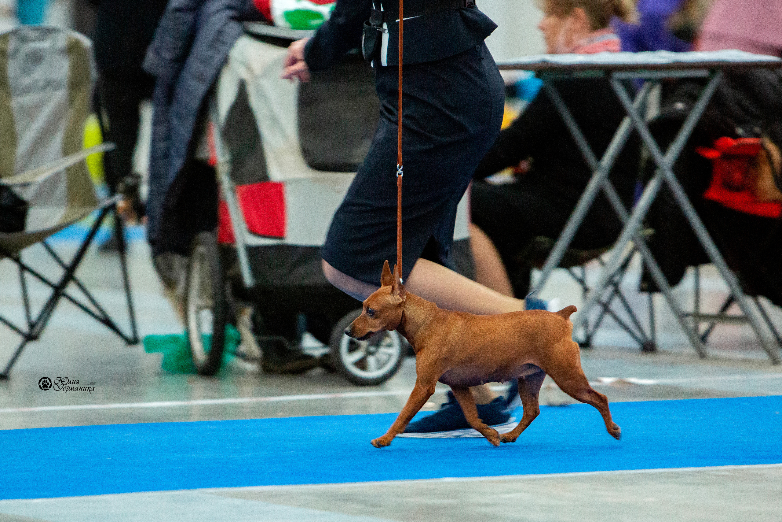 Питер 4 CACIB 22-25 октября 2021. Фотограф-анималист Юлия Германика