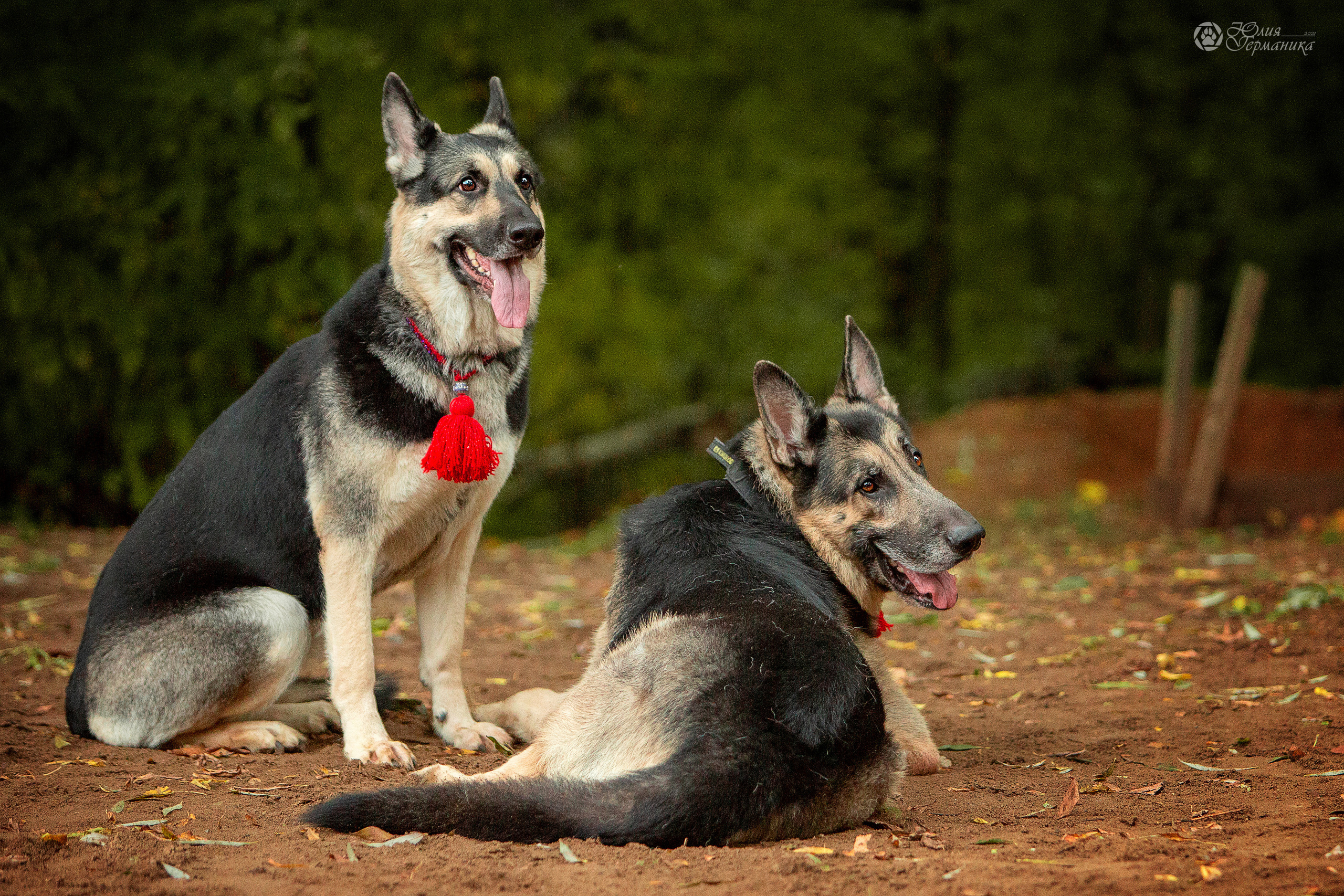 Свободная съемка. Фотограф-анималист Юлия Германика