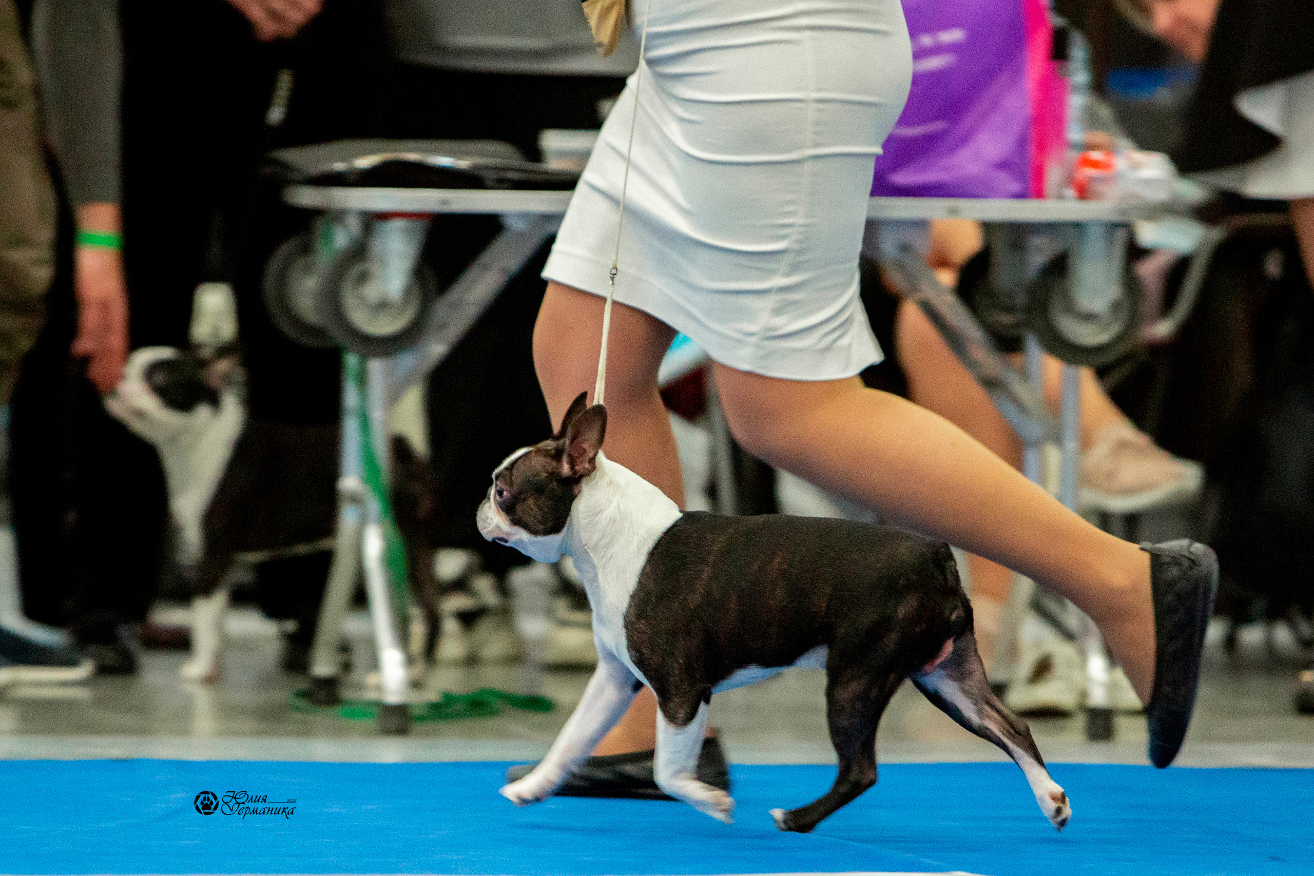 Санкт-Петербург 3хCACIB 10-12 декабря 2021. Фотограф-анималист Юлия Германика