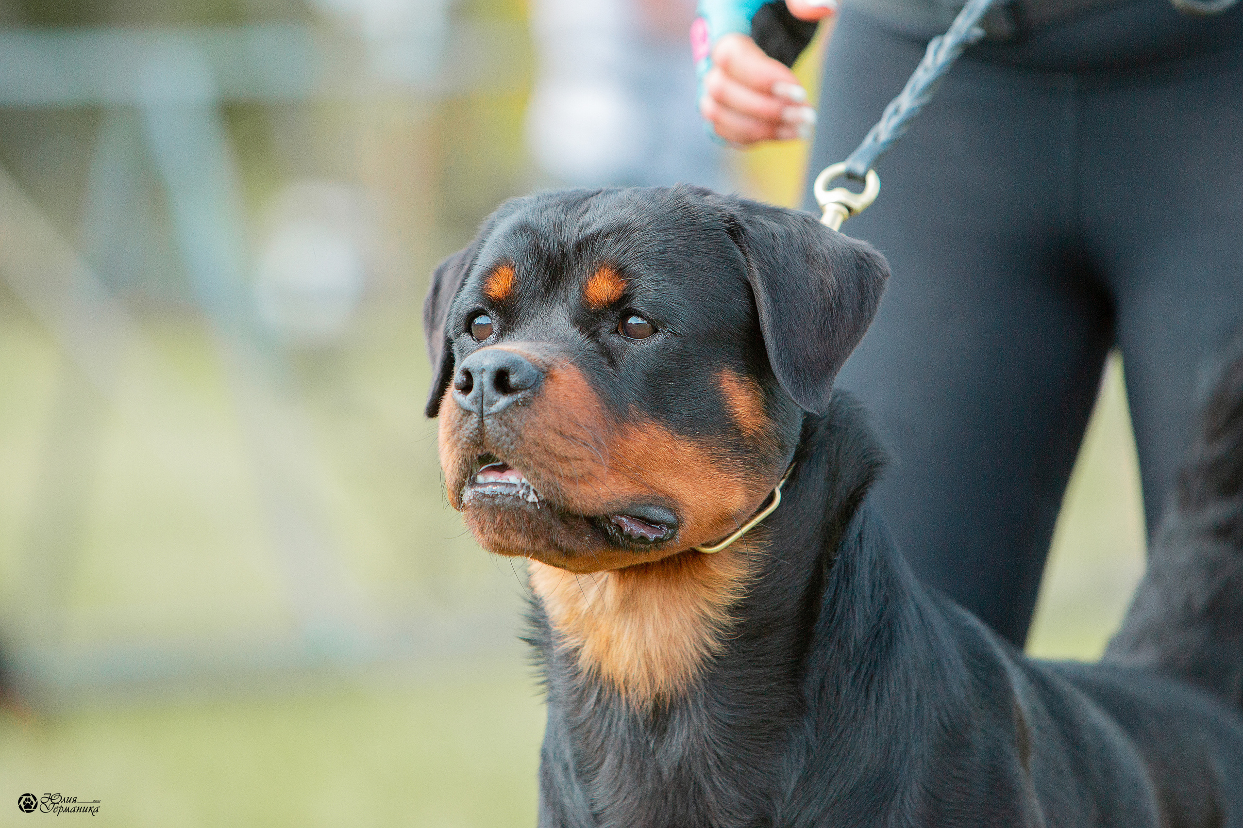 Рязань,Ховрино 14-15 августа 2021 моно ротвейлеров. Фотограф-анималист Юлия Германика