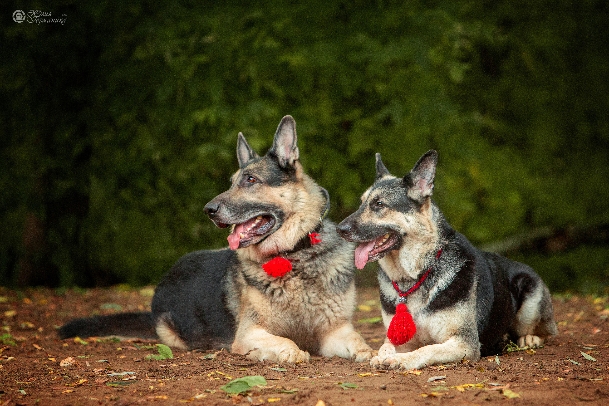 Свободная съемка. Фотограф-анималист Юлия Германика