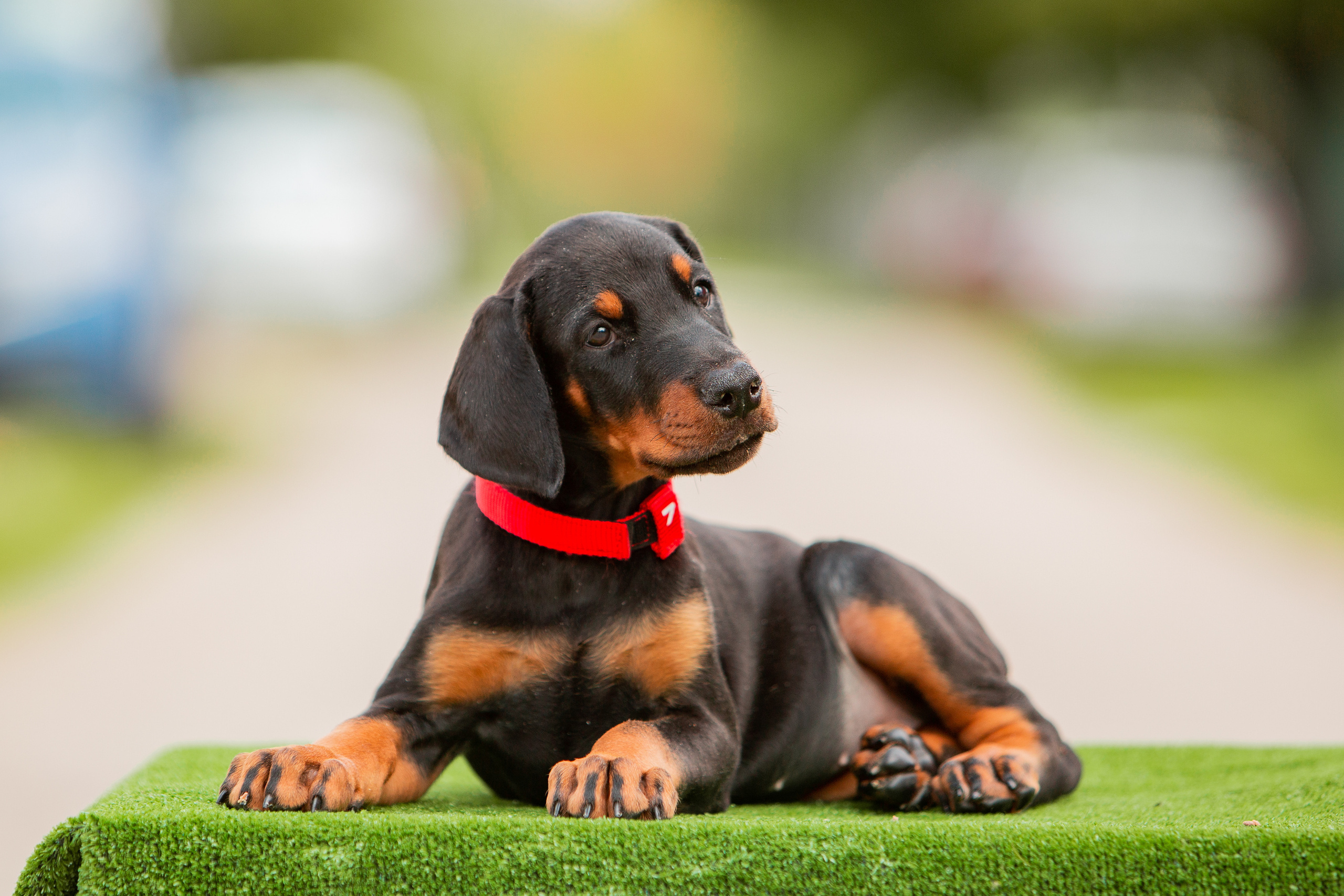Съёмки щенков и котят. Фотограф-анималист Юлия Германика
