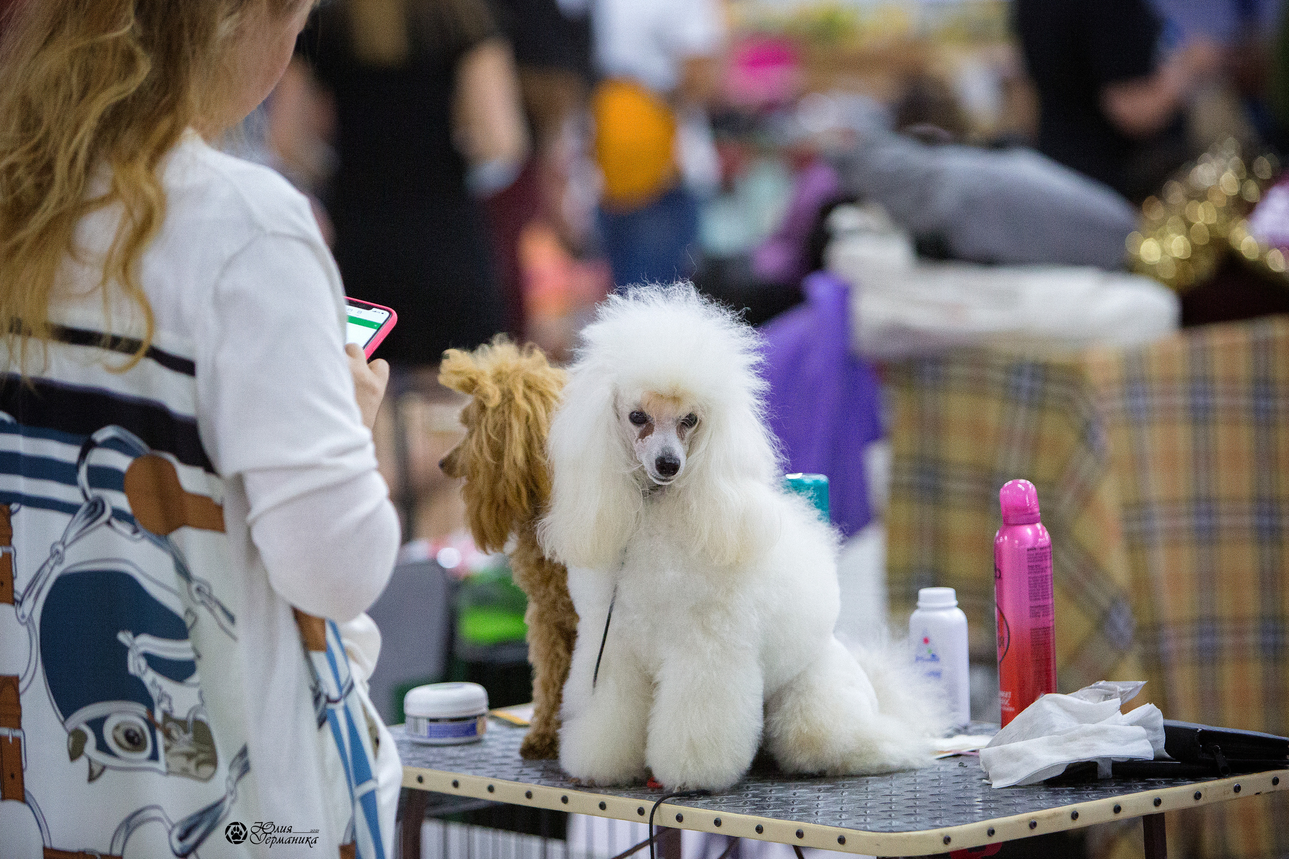 Чайна-Таун 2021. Фотограф-анималист Юлия Германика