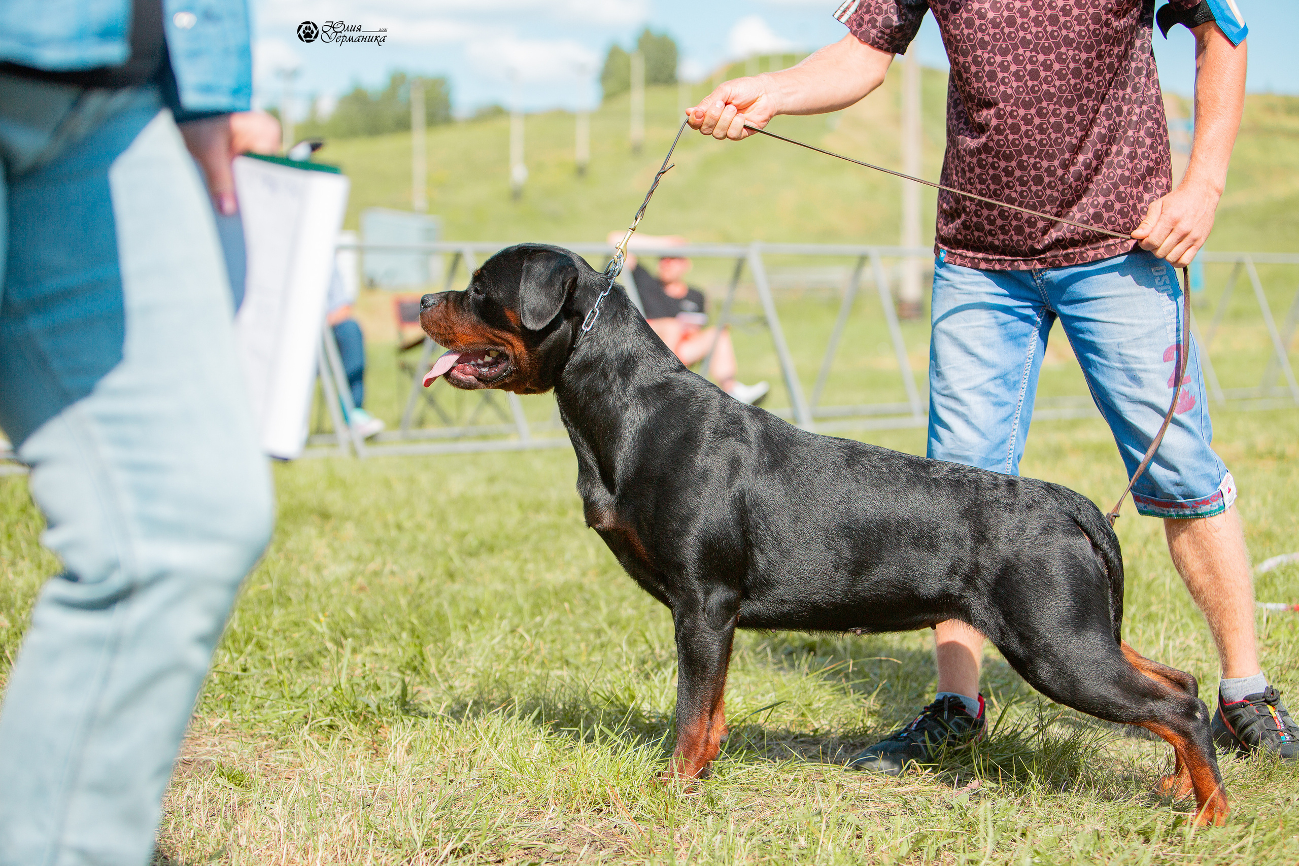 Рязань,Ховрино 14-15 августа 2021 моно ротвейлеров. Фотограф-анималист Юлия Германика