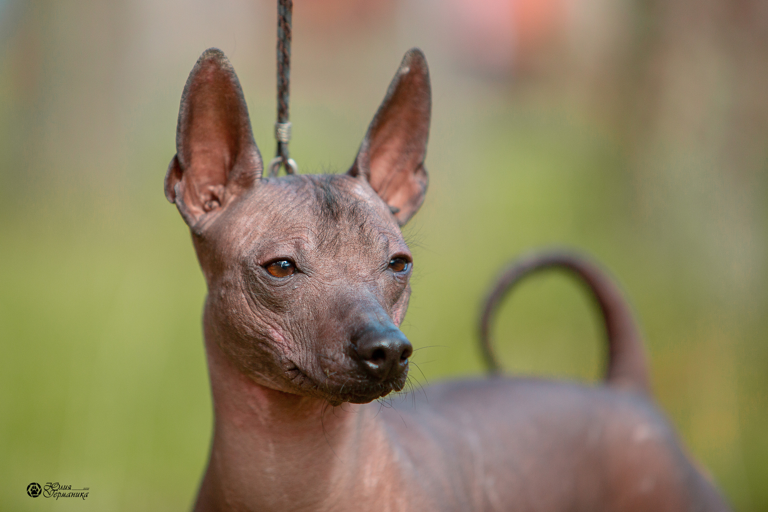 Свободная съемка. Фотограф-анималист Юлия Германика