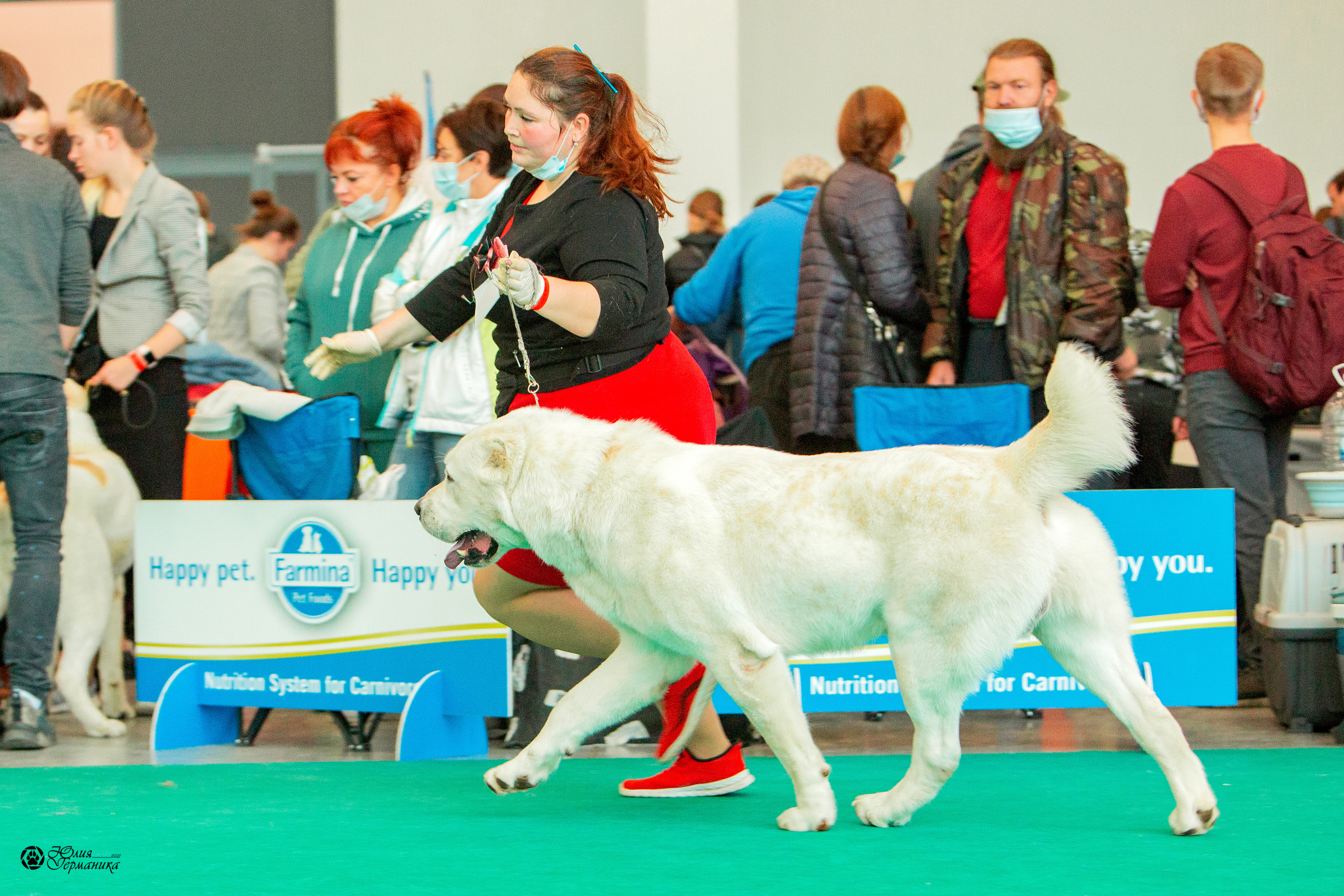 Нижний Новгород 3хCACIB 15-17 октября 2021. Фотограф-анималист Юлия Германика