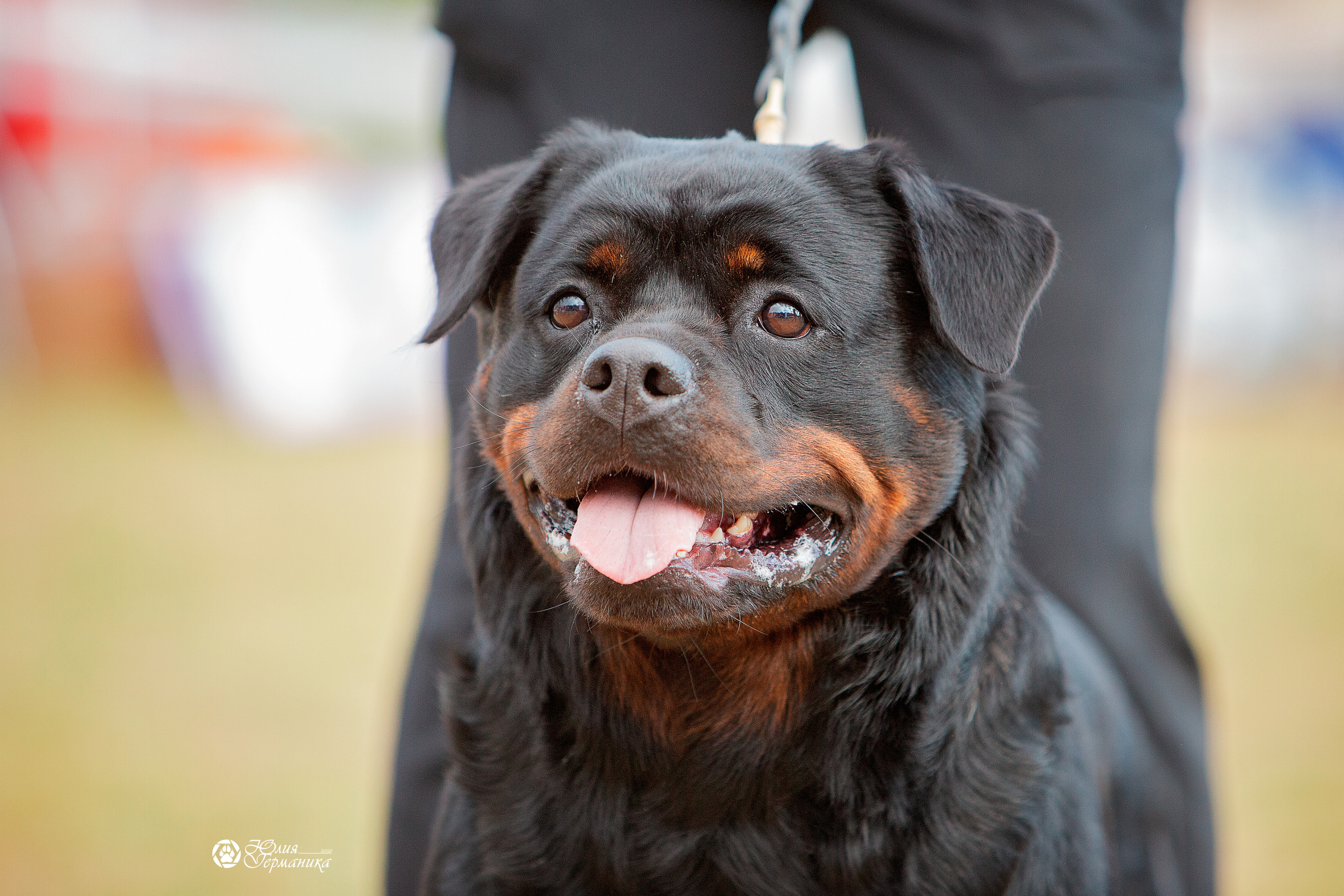 Тверь моно ротвейлеров 3-4 июля 2021. Фотограф-анималист Юлия Германика