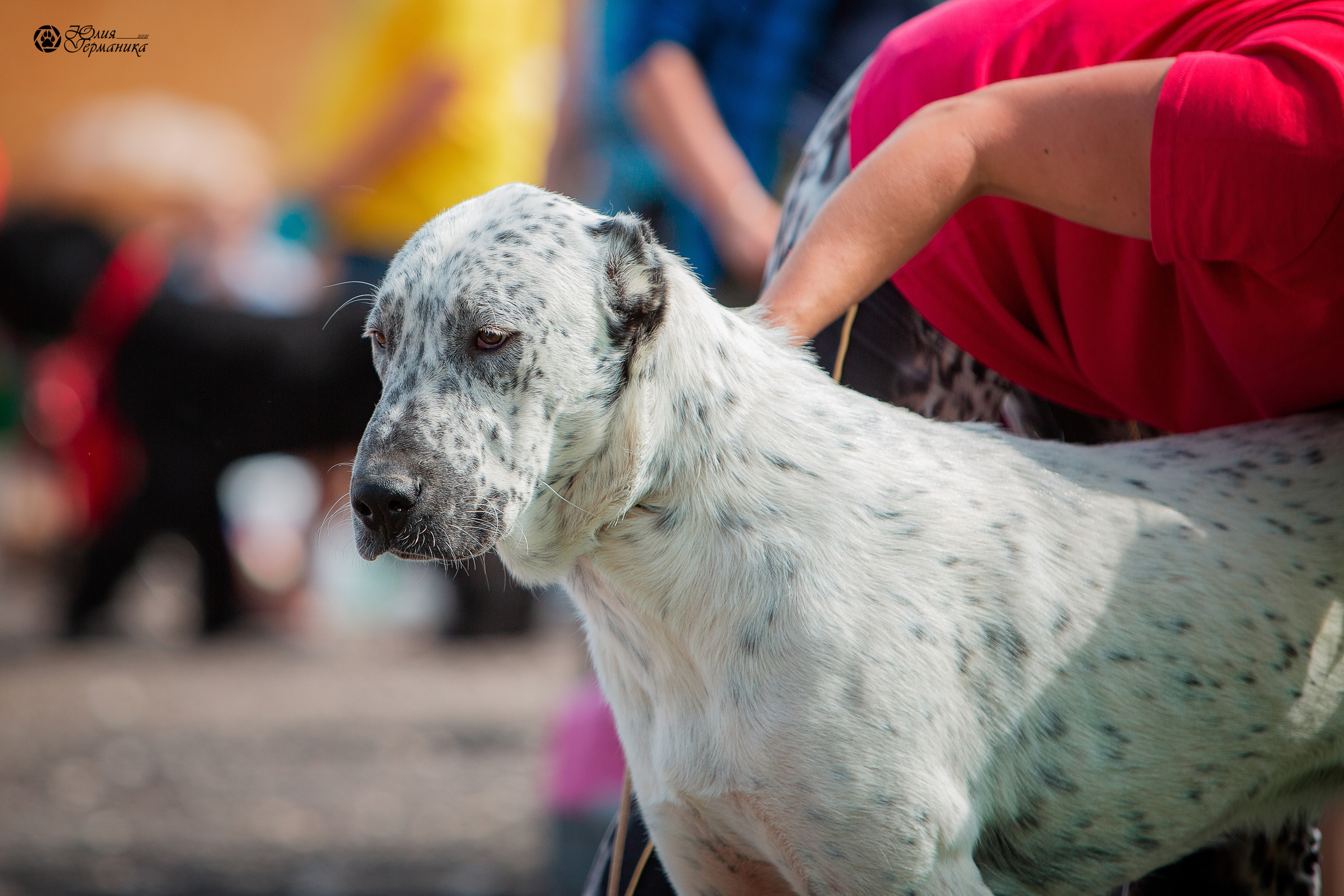Коломна моно САО 1 августа 2021. Фотограф-анималист Юлия Германика