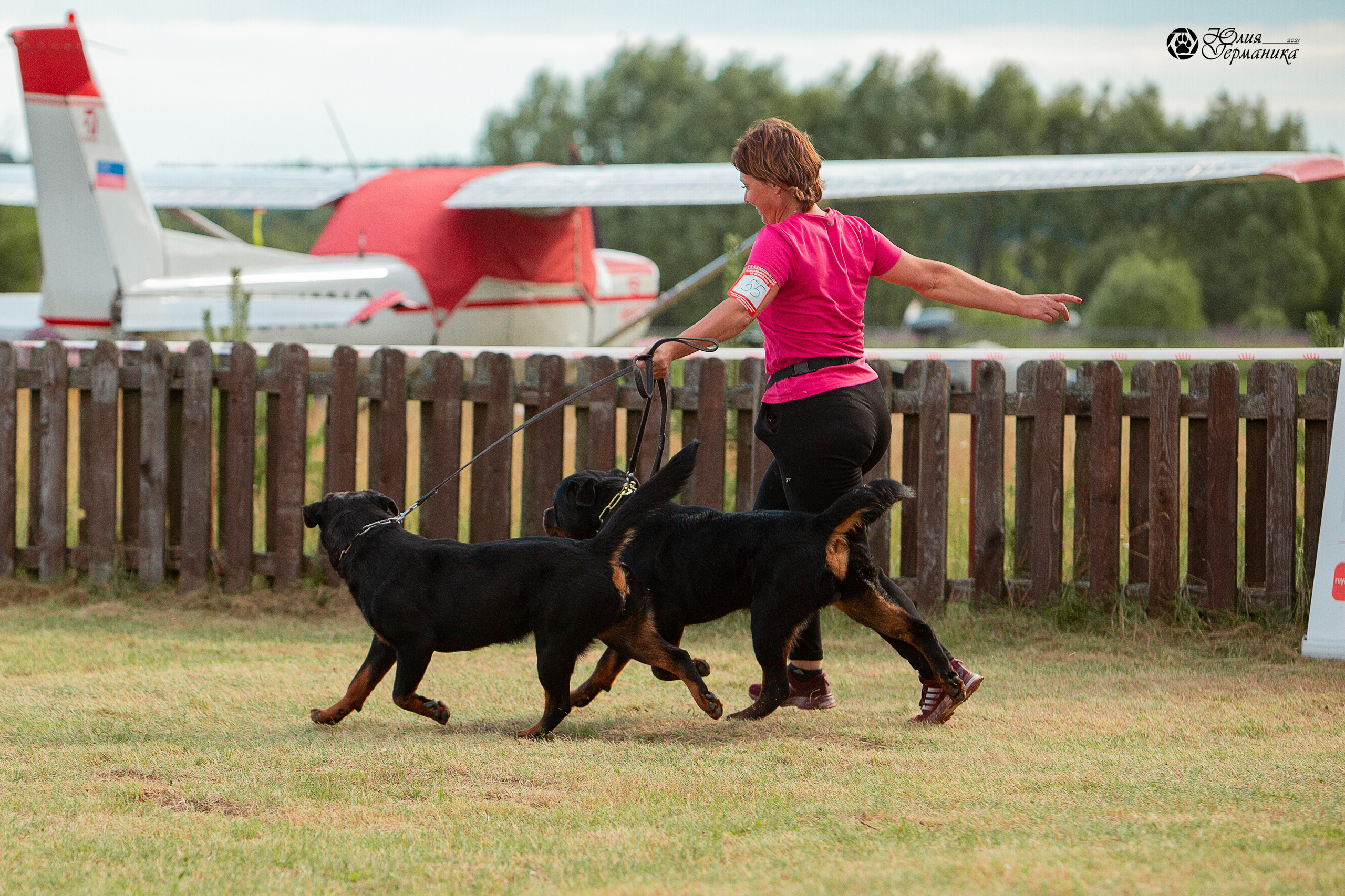 Тверь моно ротвейлеров 3-4 июля 2021. Фотограф-анималист Юлия Германика