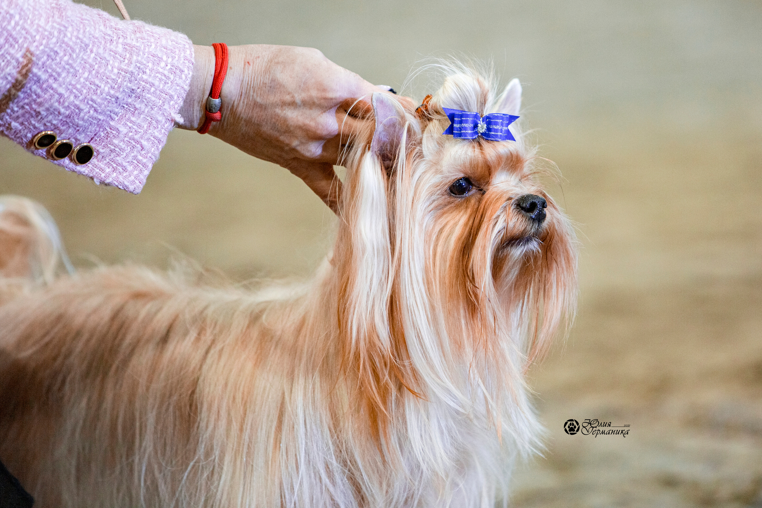 Минск 2хCACIB 27-28 ноября 2021. Фотограф-анималист Юлия Германика