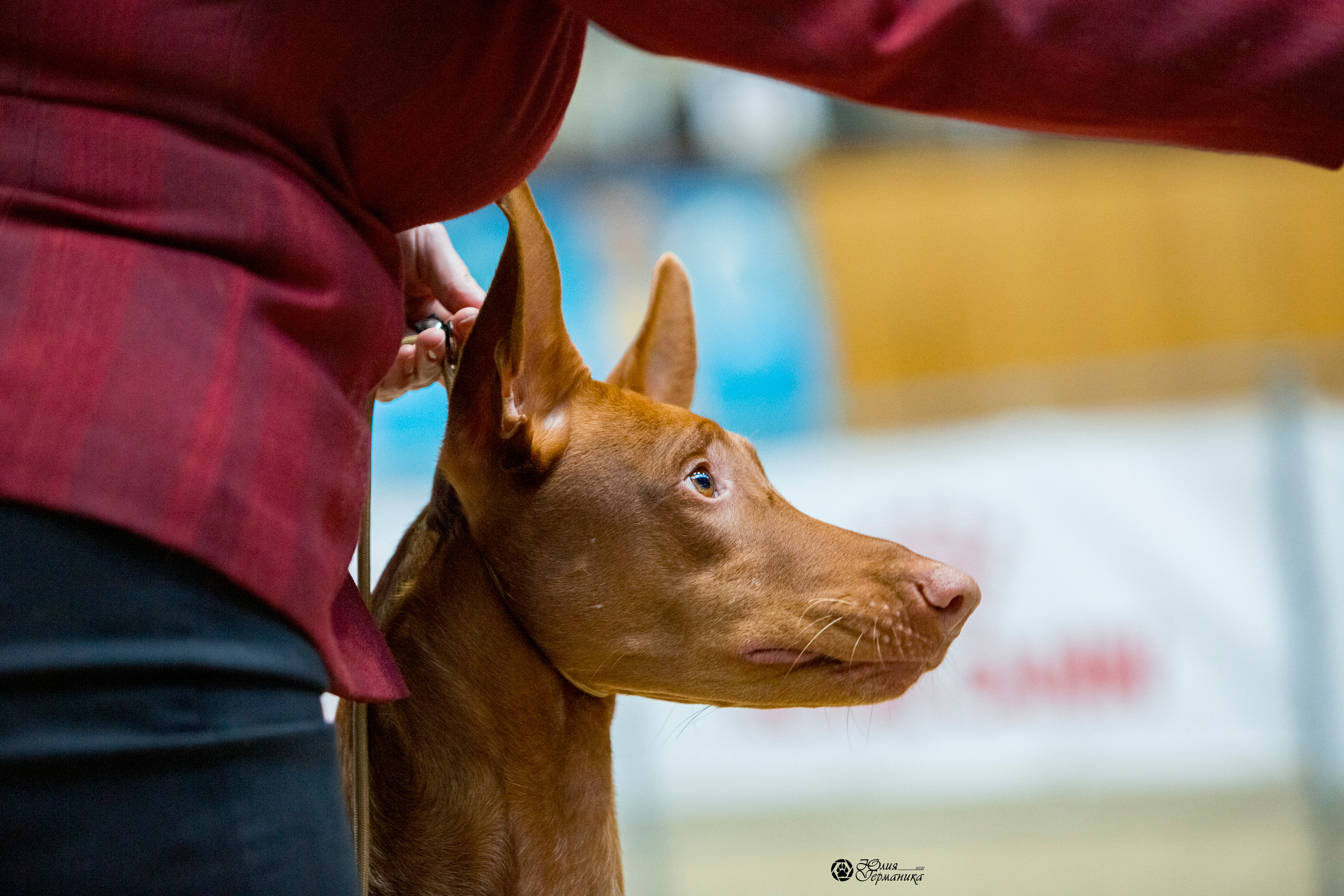 Минск 2хCACIB 27-28 ноября 2021. Фотограф-анималист Юлия Германика