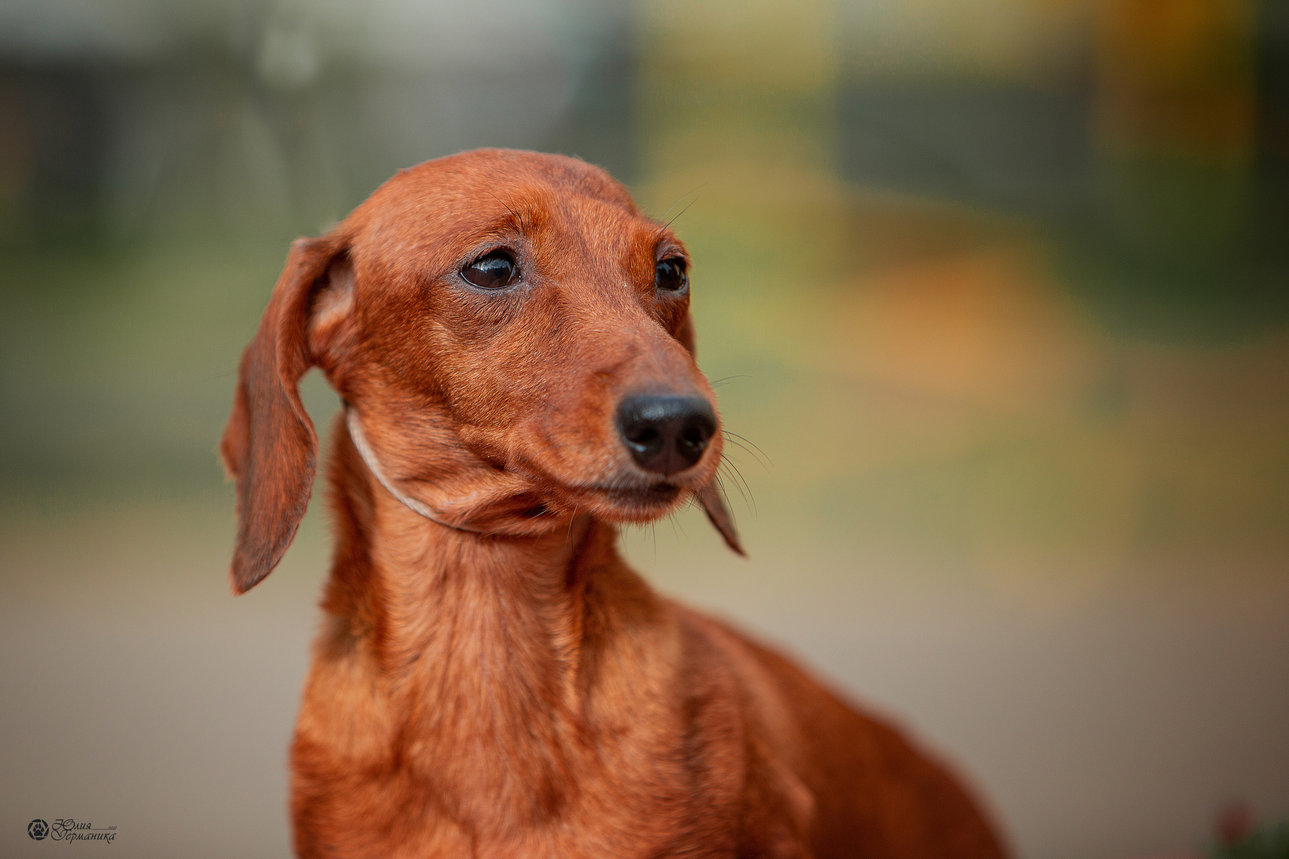 Свободная съемка. Фотограф-анималист Юлия Германика
