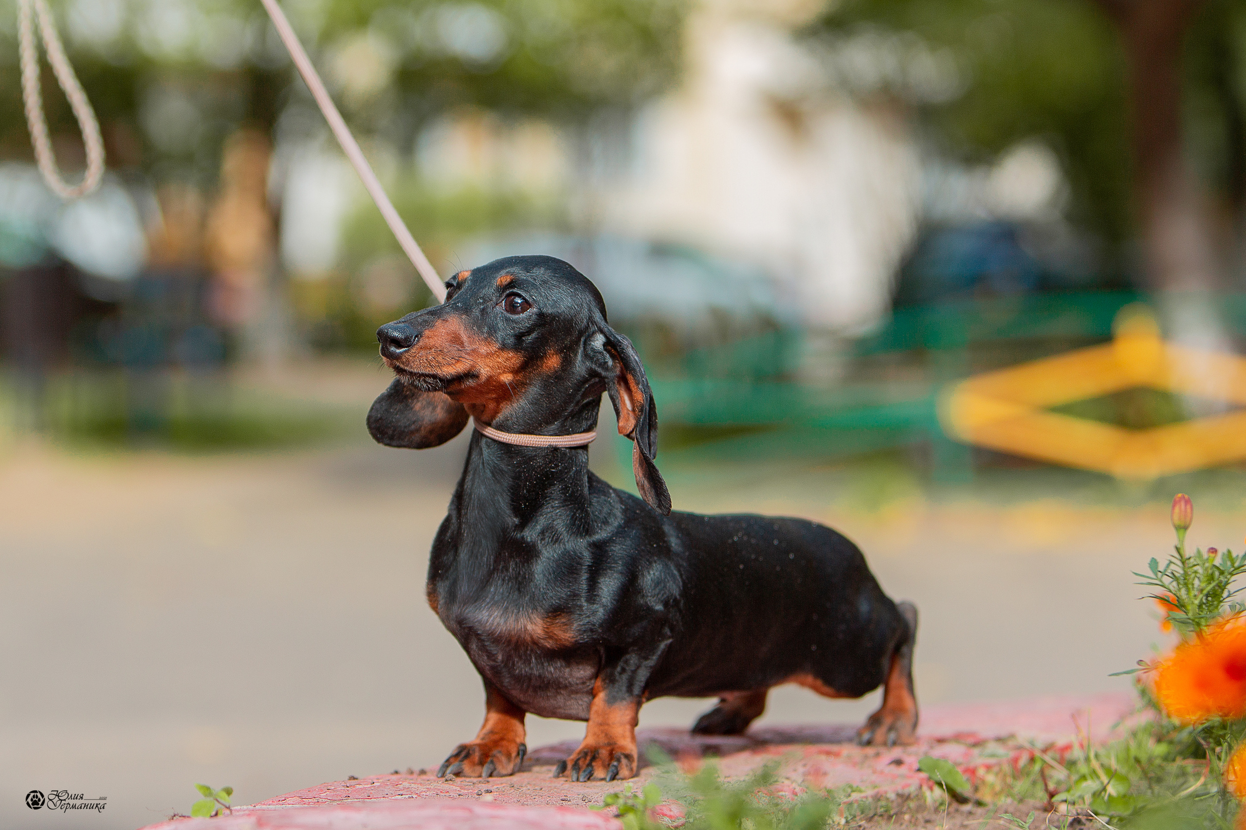 Свободная съемка. Фотограф-анималист Юлия Германика