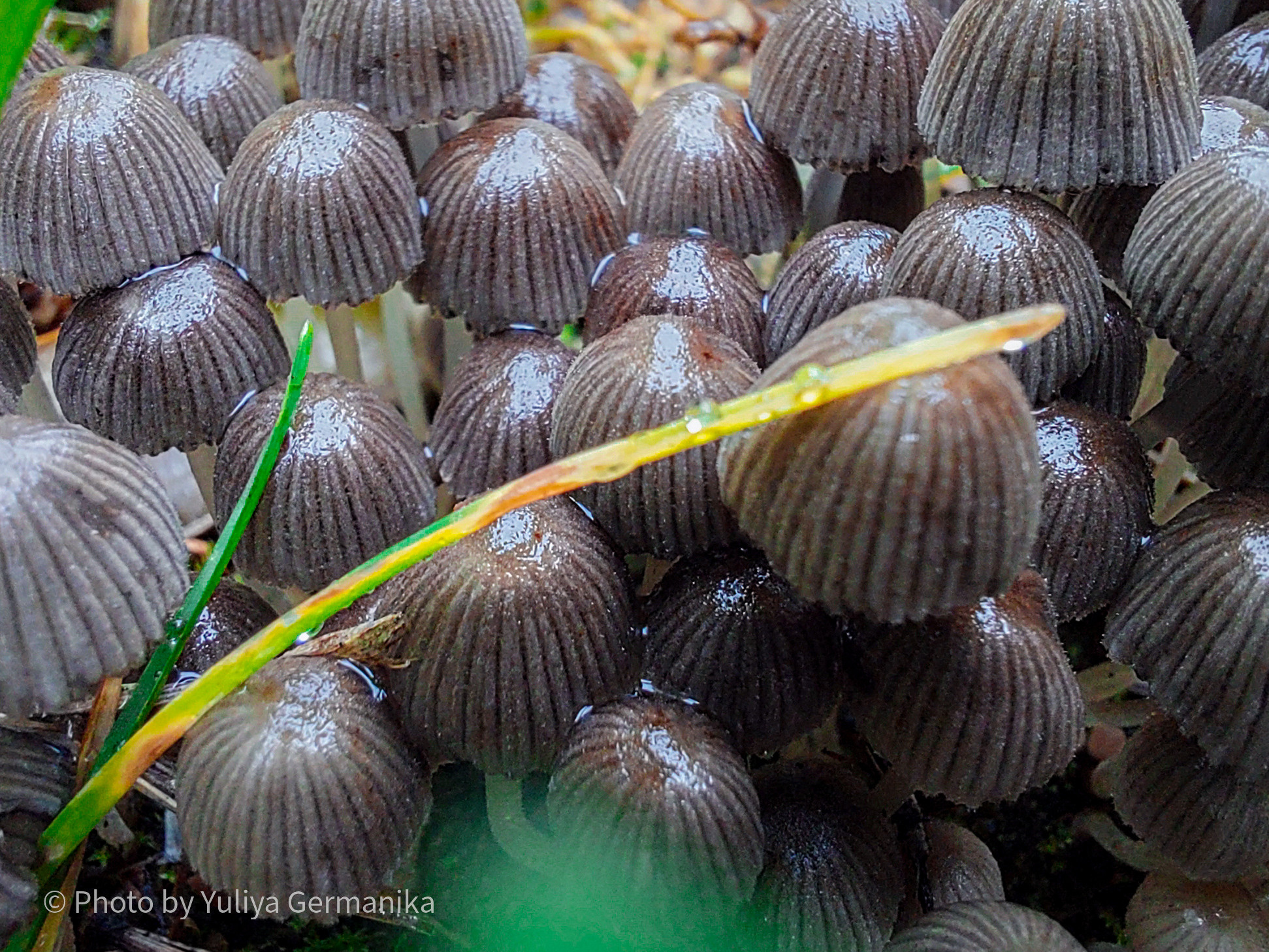 Разные фото на телефон.Города,природа. Фотограф-анималист Юлия Германика