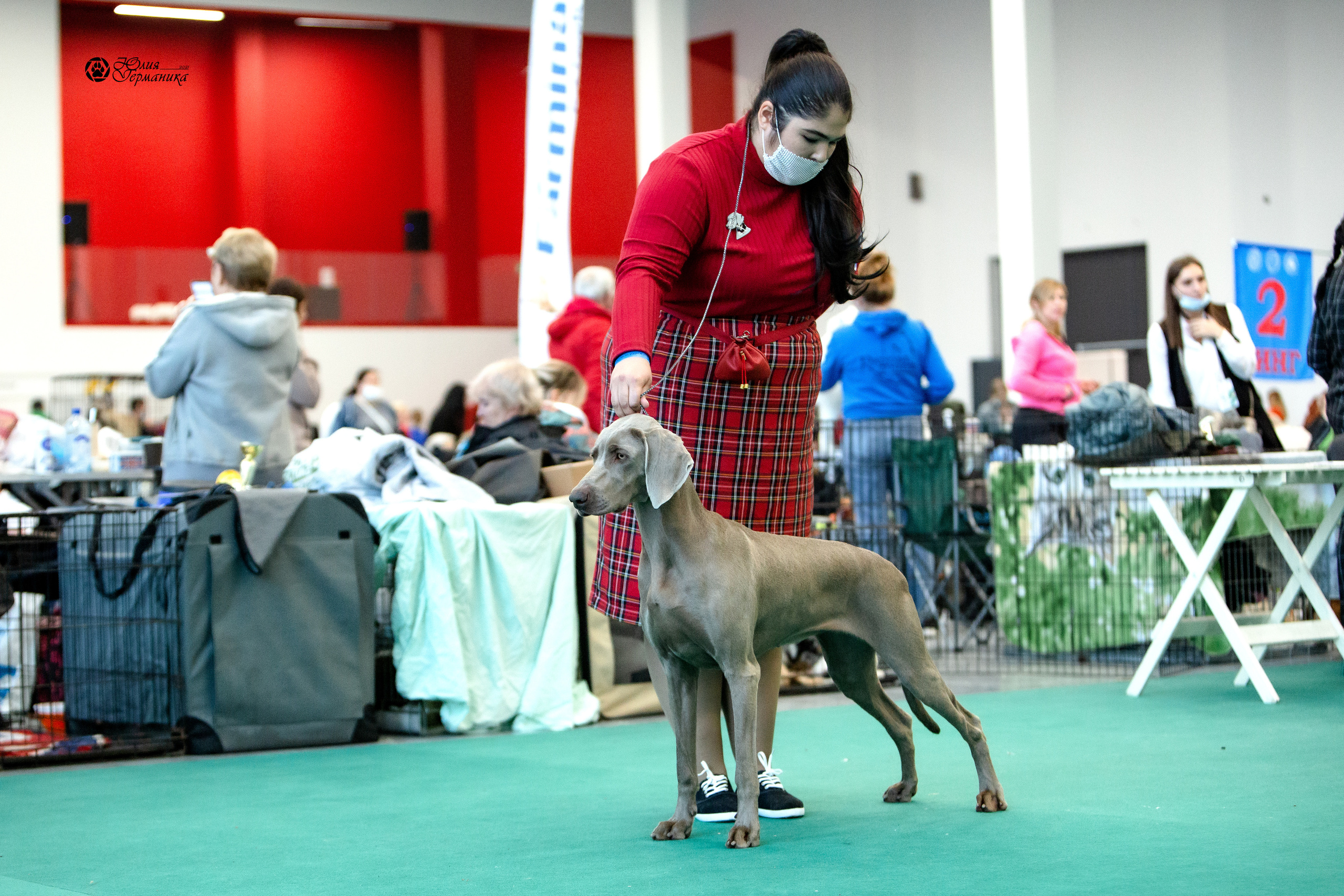 Нижний Новгород 3хCACIB 15-17 октября 2021. Фотограф-анималист Юлия Германика