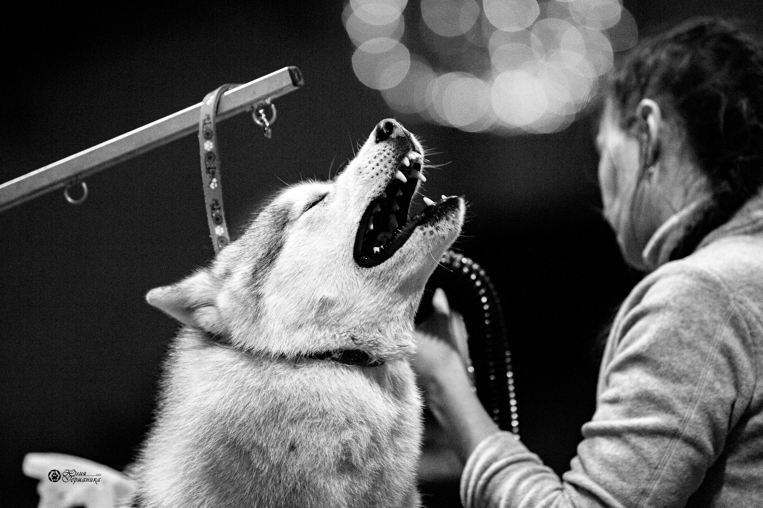 Минск 2хCACIB 27-28 ноября 2021. Фотограф-анималист Юлия Германика