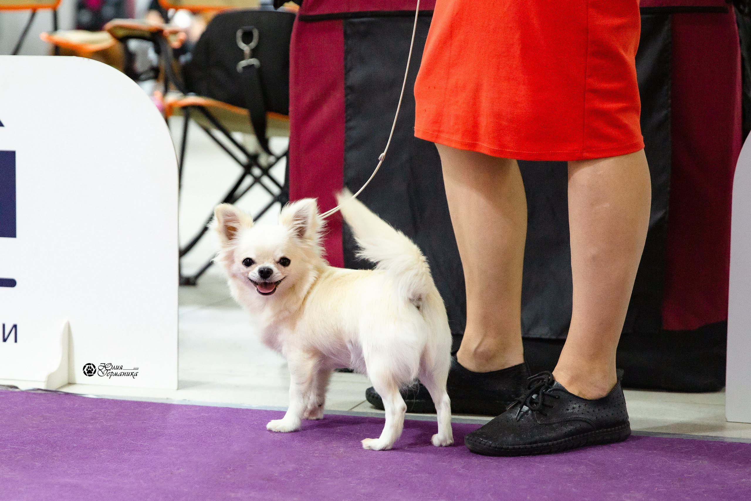 Чайна-Таун 2021. Фотограф-анималист Юлия Германика